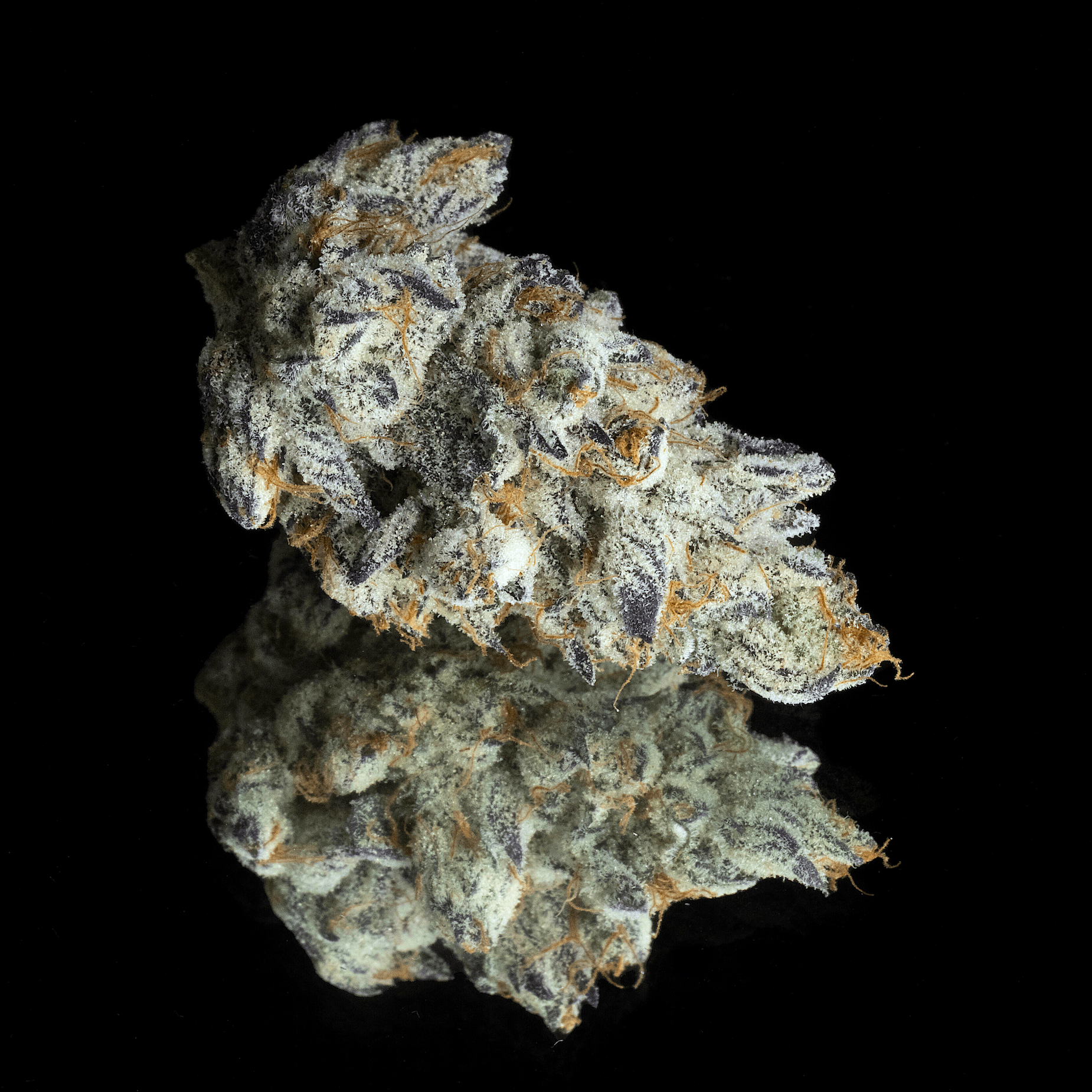 FKAFL Pre-Roll 5-Pack [2.5g]