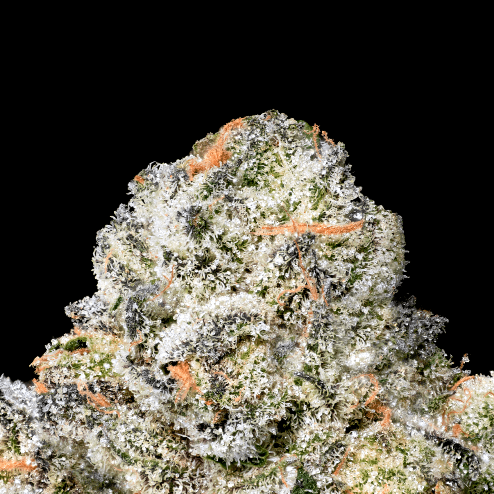 Ambrosia x Black Diamond X
