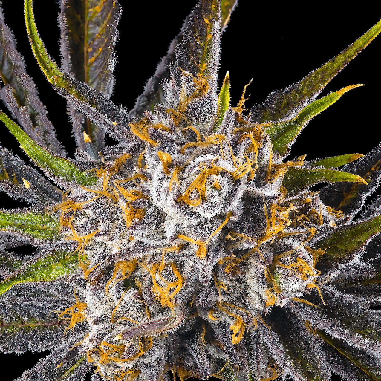 Orange Bellini [3.5g]