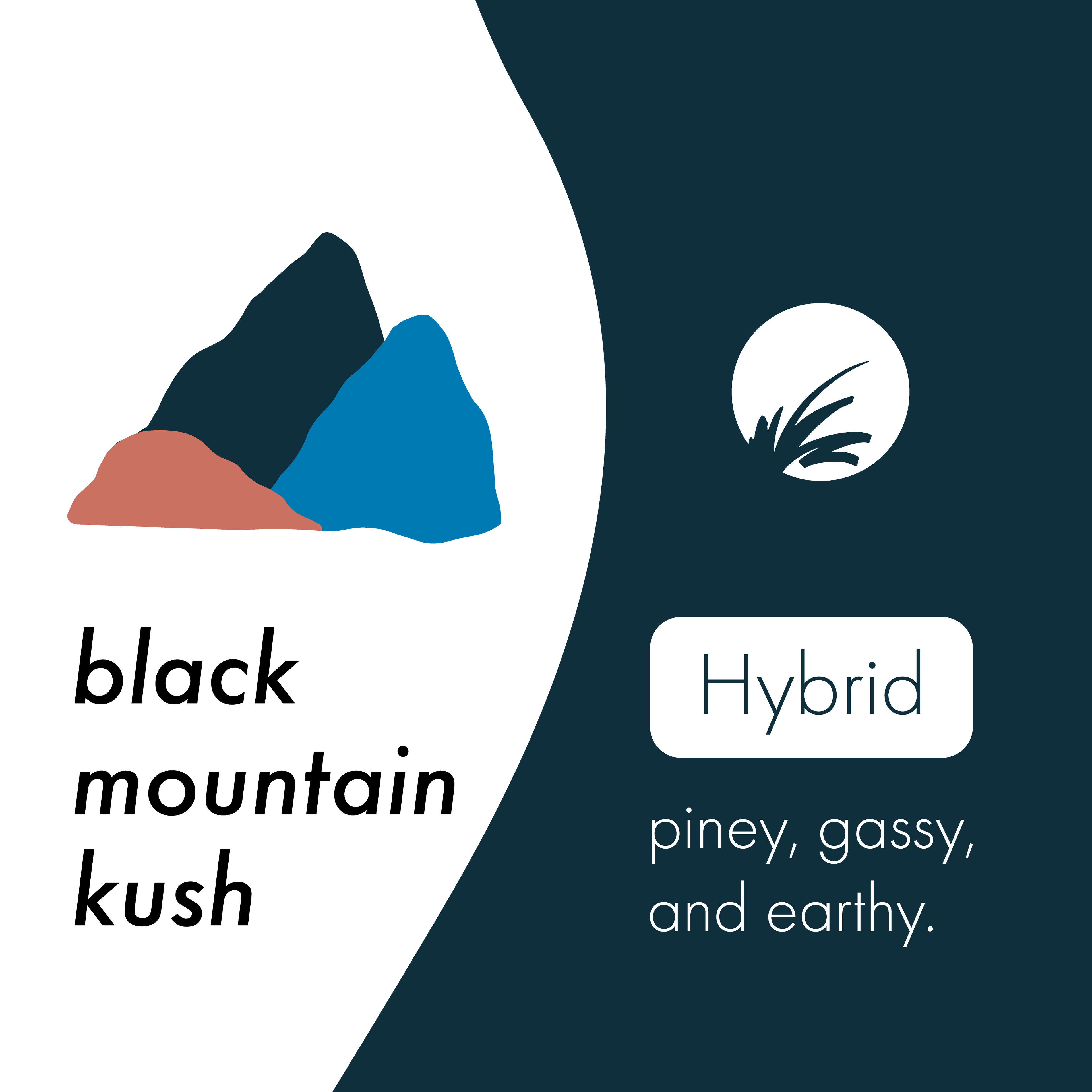 Black Mountain Kush