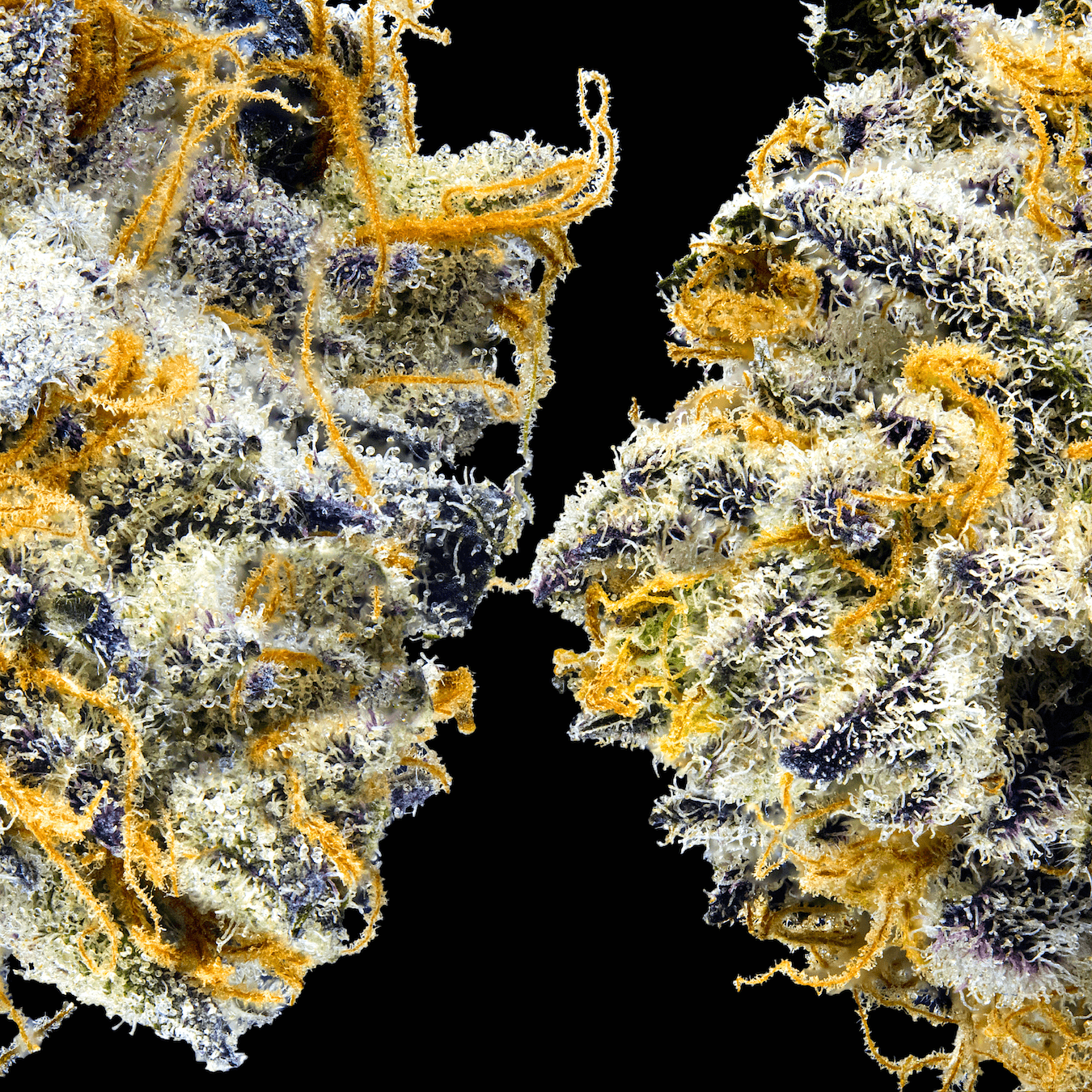 Blue Agapē [3.5g]