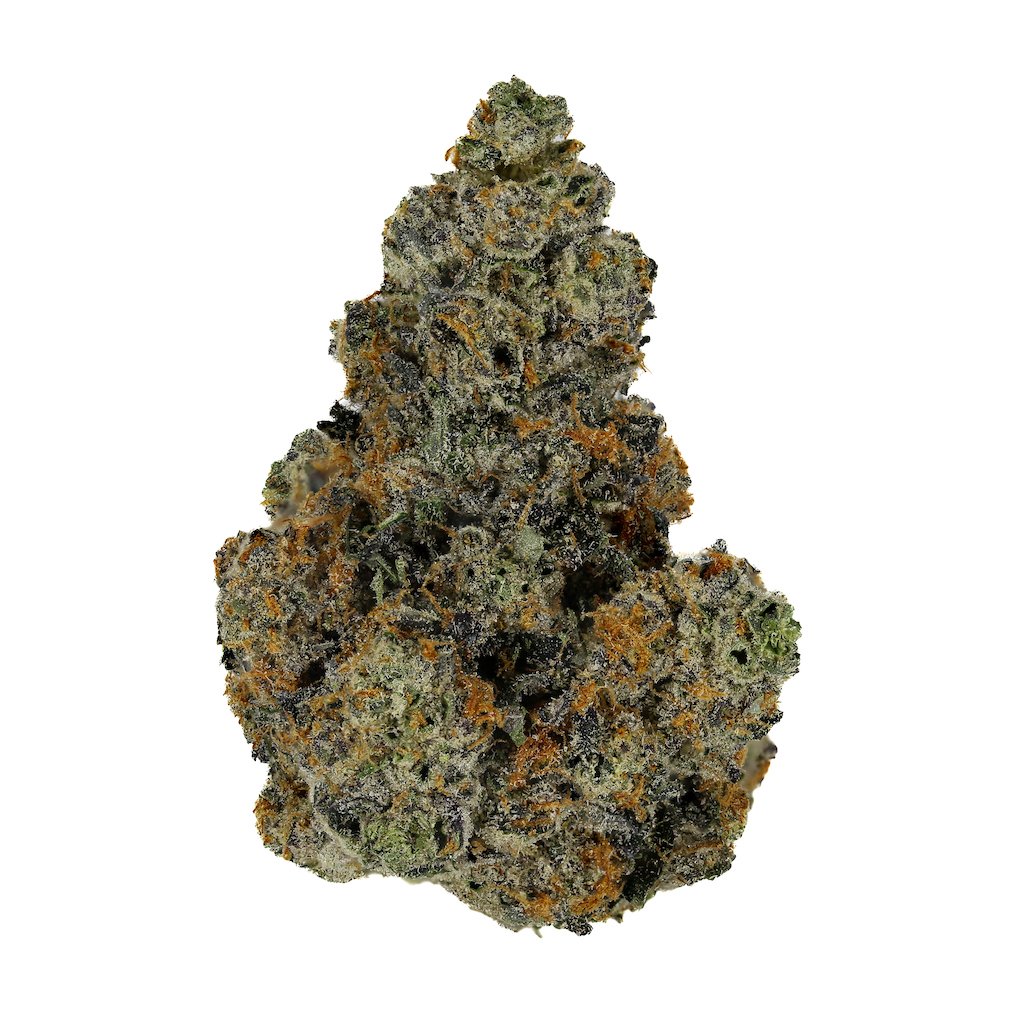 Gelato 41