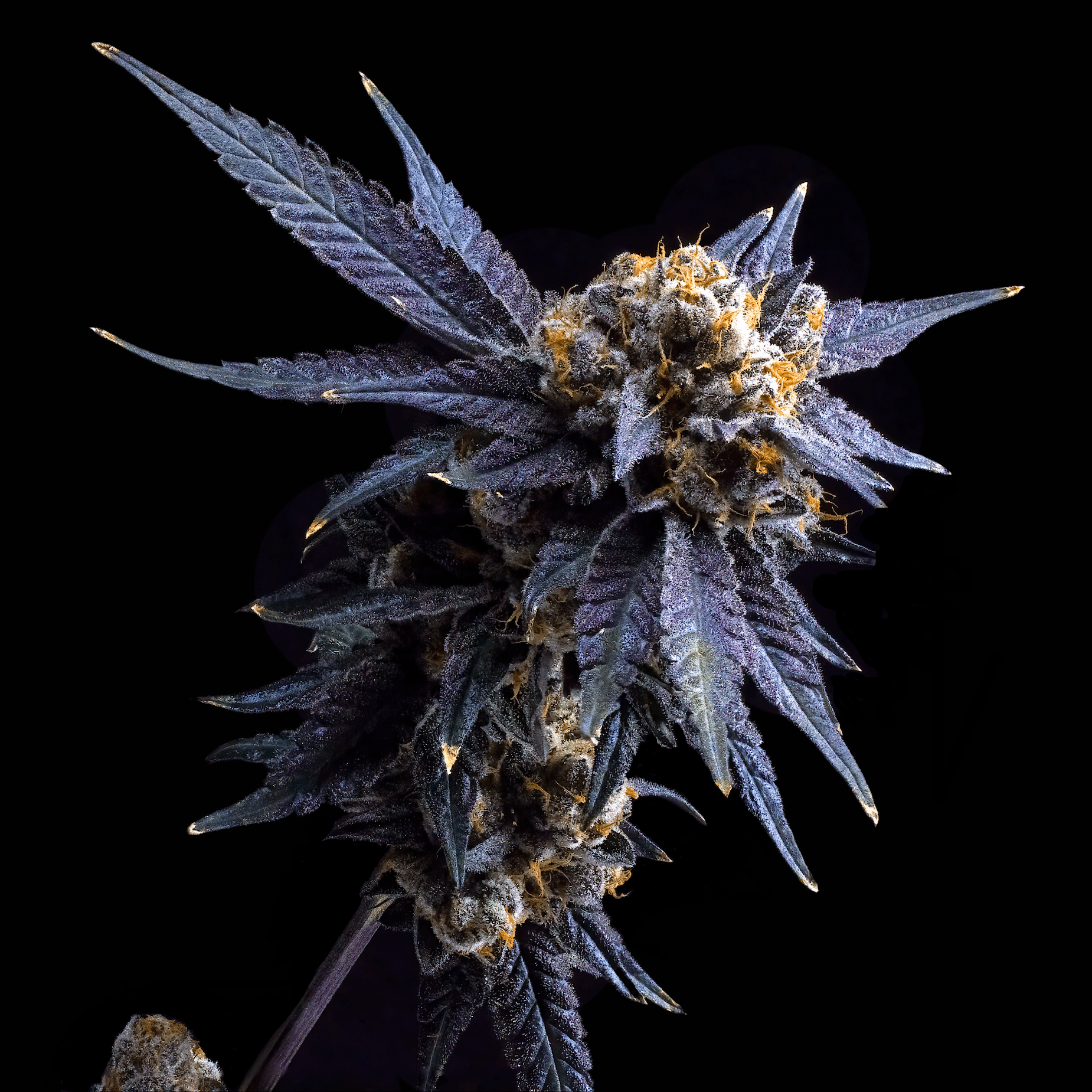 Blue Lotus Pre-Roll 5-Pack [2.5g]