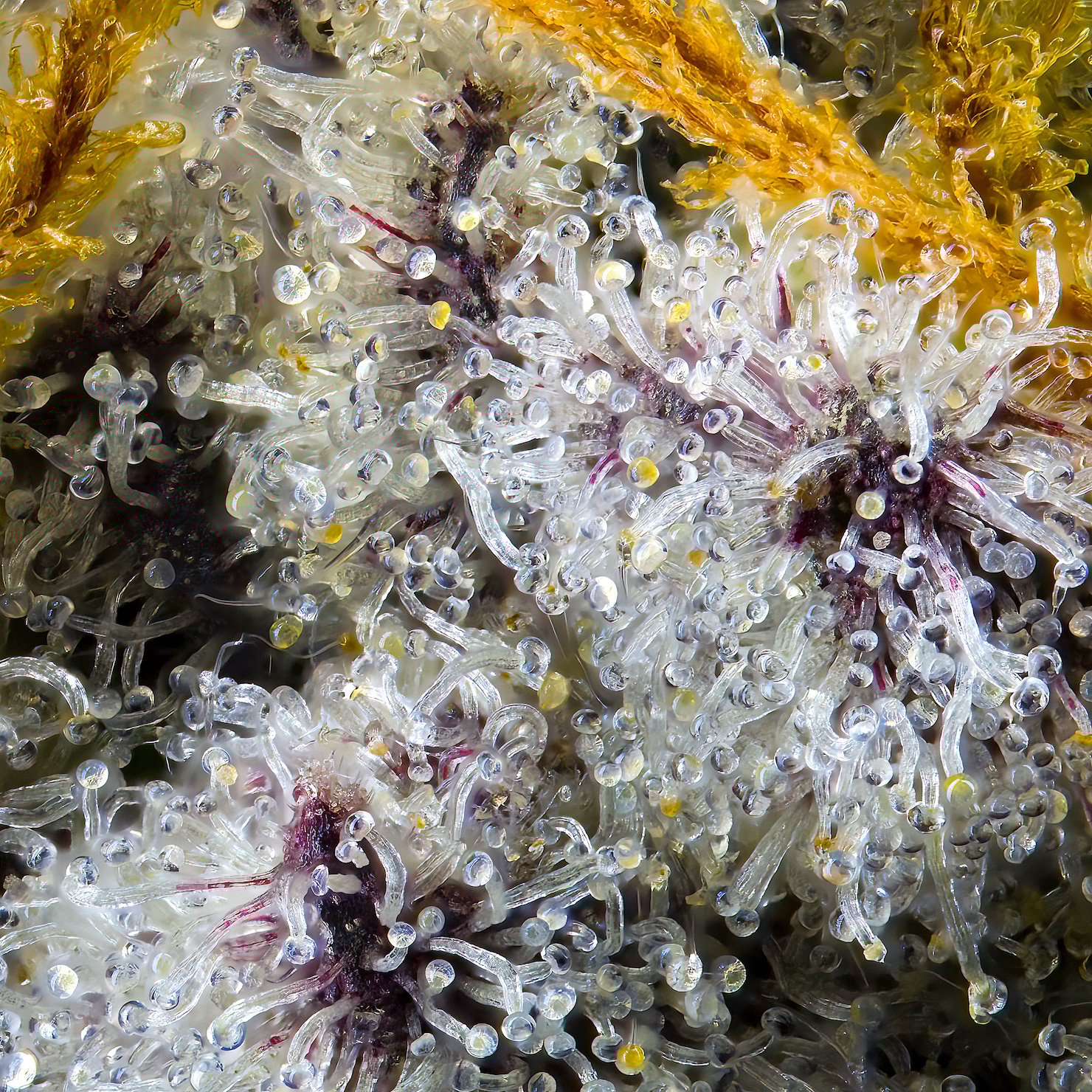 Blue Lotus [3.5g]