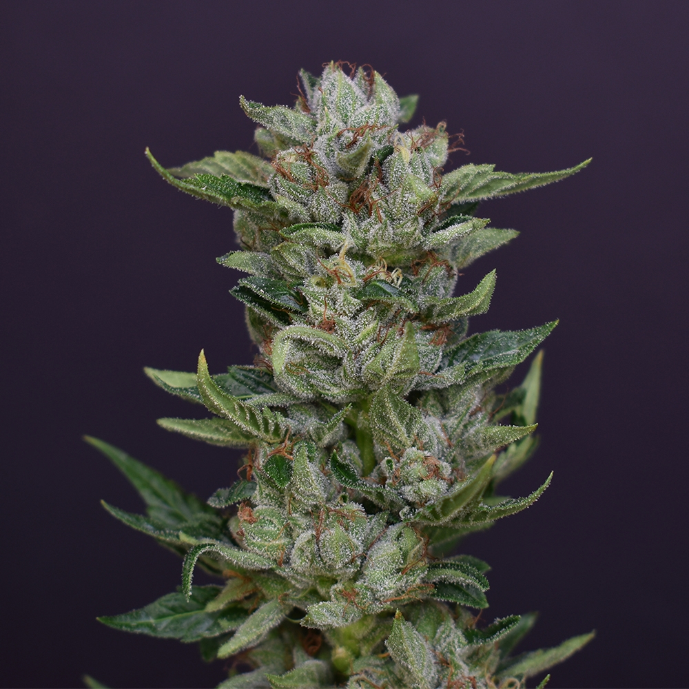 AJ Sour Diesel