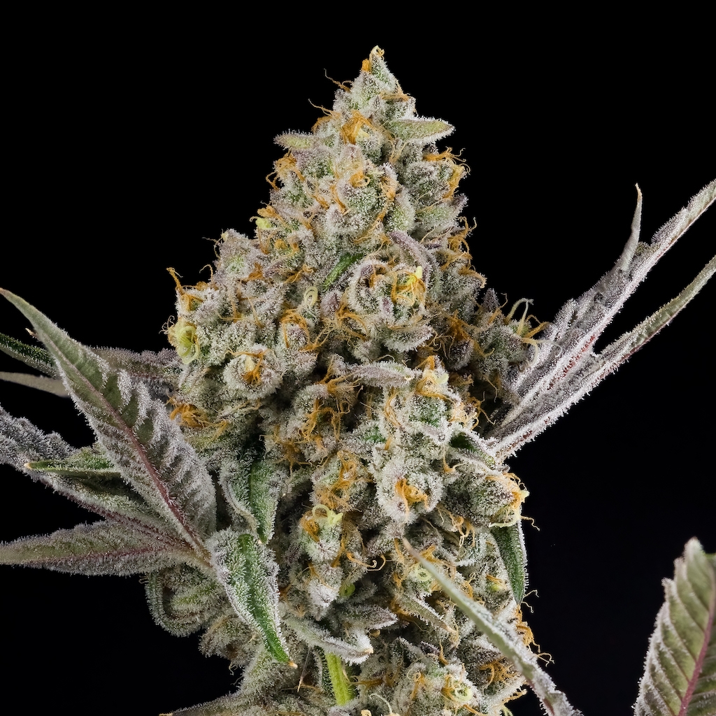 Goji Berry Runtz