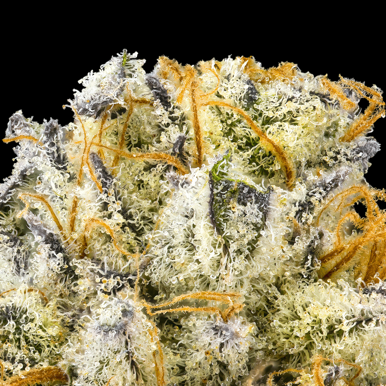 Kiwi Sorbet Pre-Roll 5-Pack [2.5g]