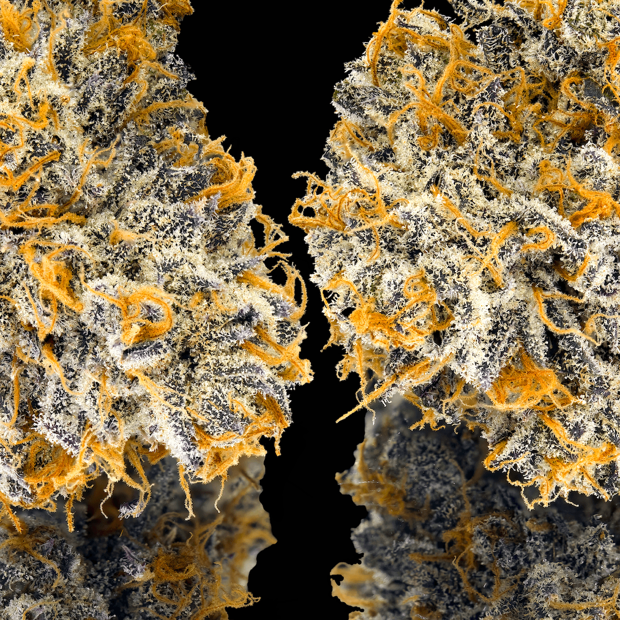 Orange Bellini [3.5g]
