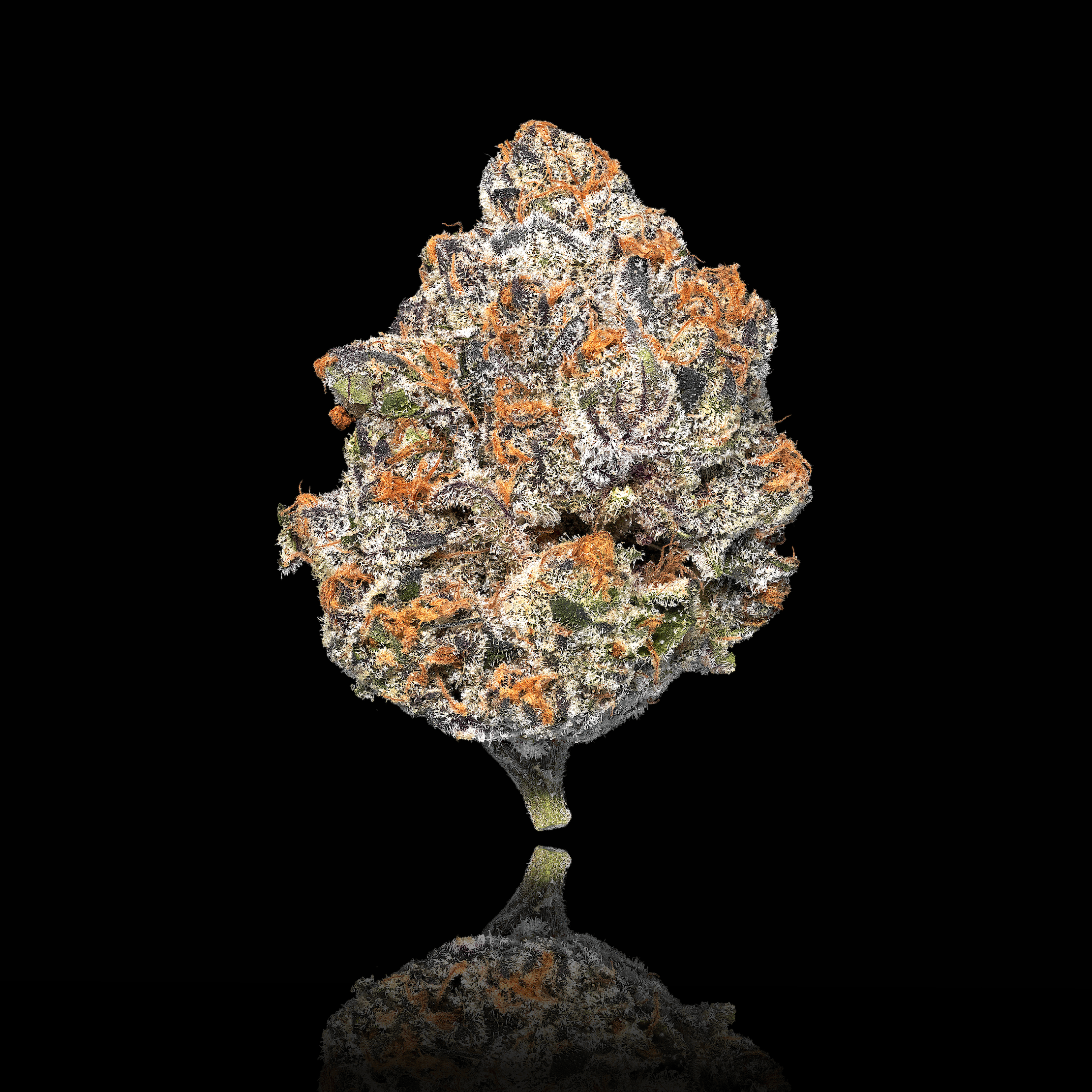 Blue Lotus Pre-Roll 5-Pack [2.5g]