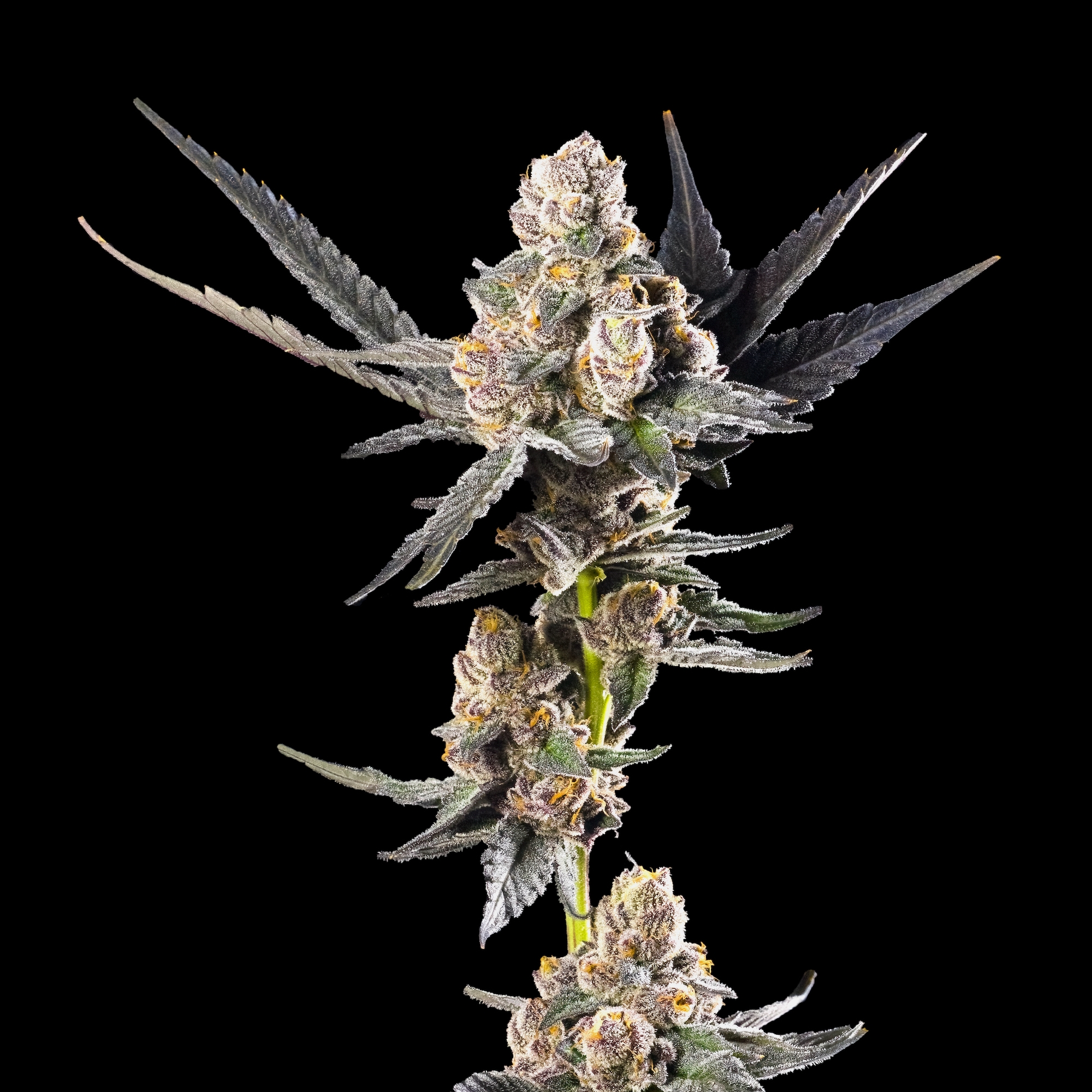 Ajo Blanco Pre-Roll 5-Pack [2.5g]