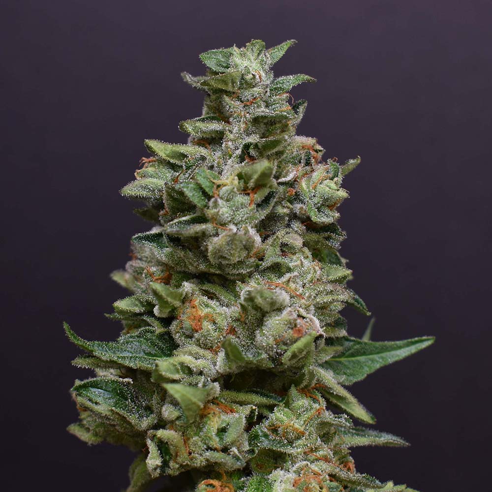 Gelato #41