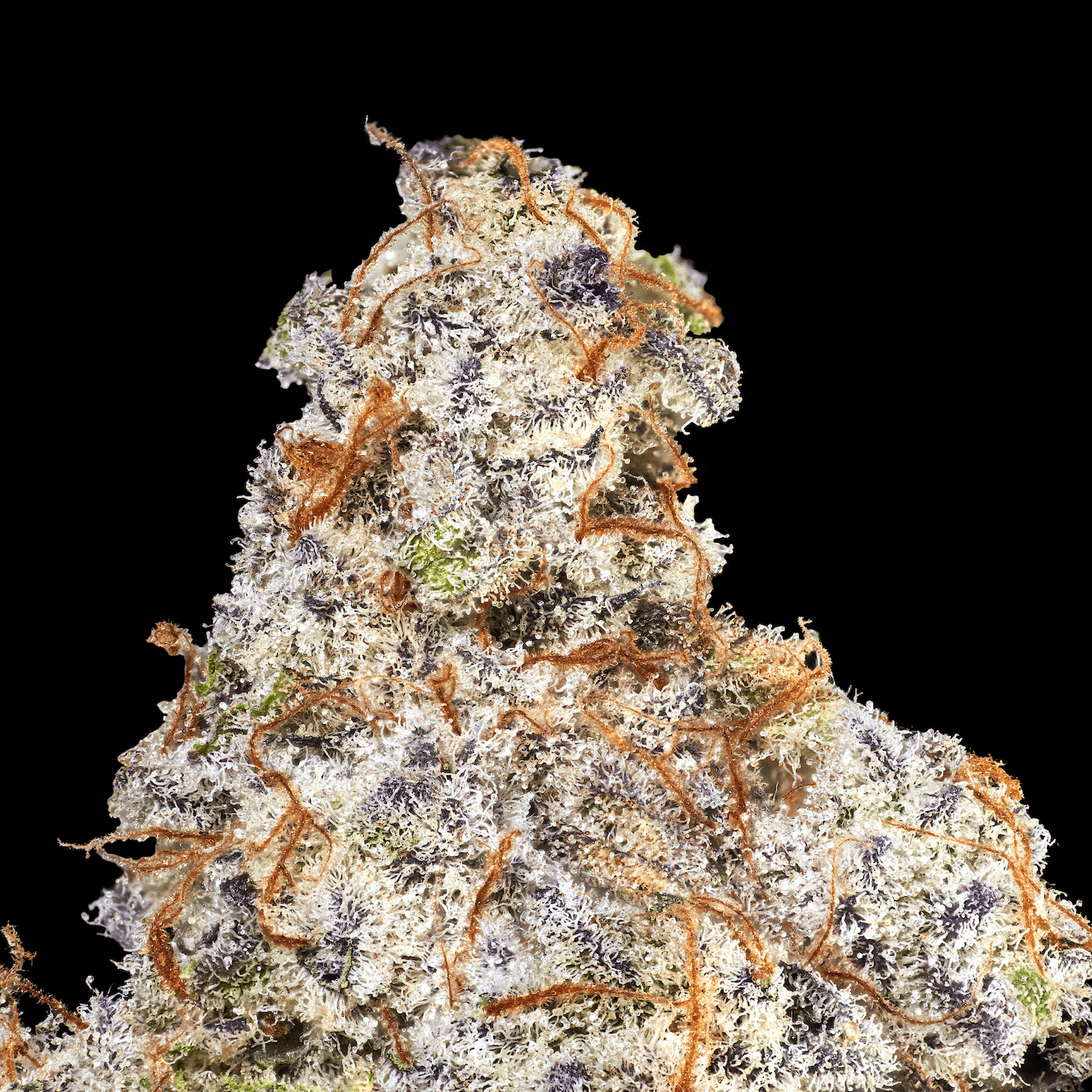 Blueberry Mac