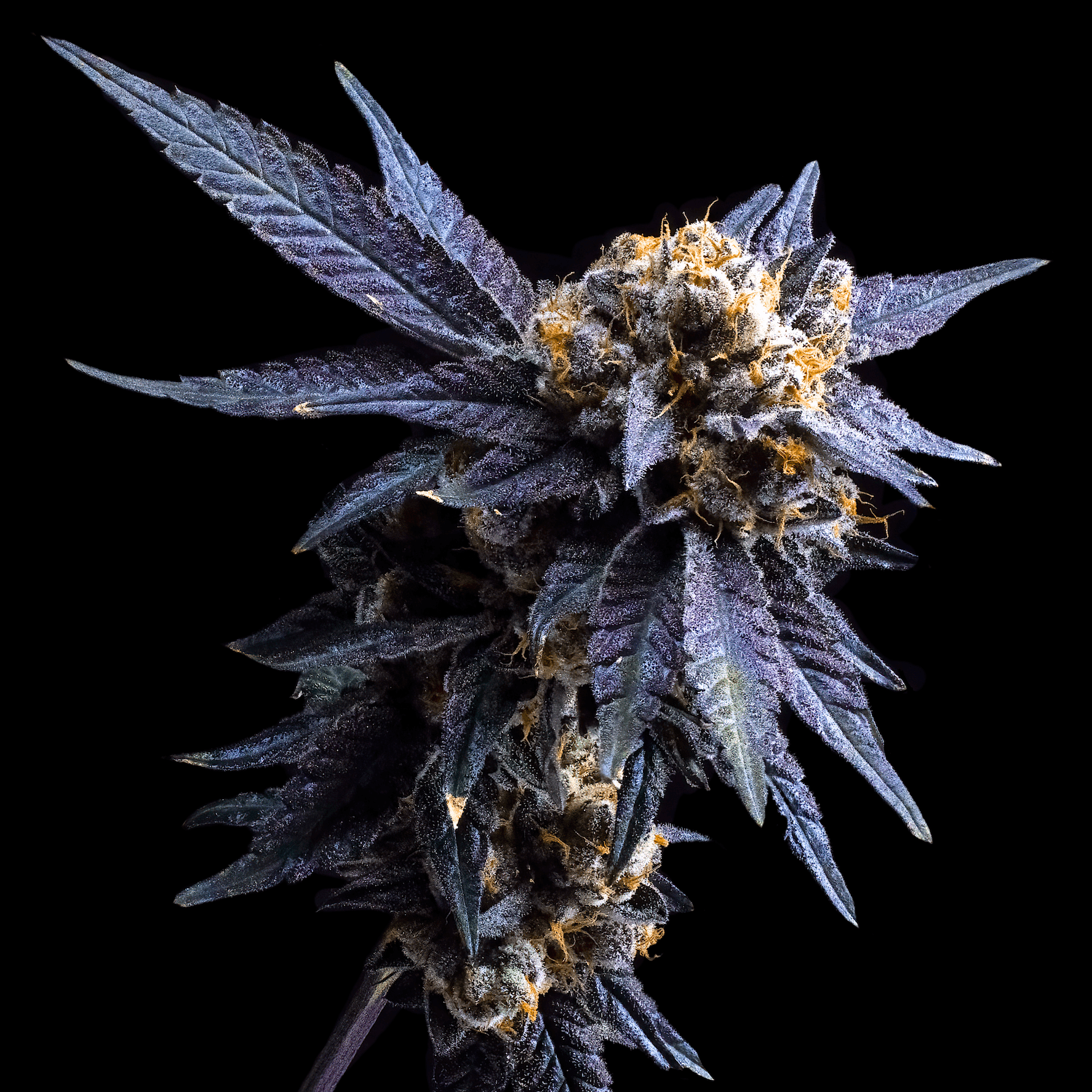 Blue Lotus Pre-Roll [1g]