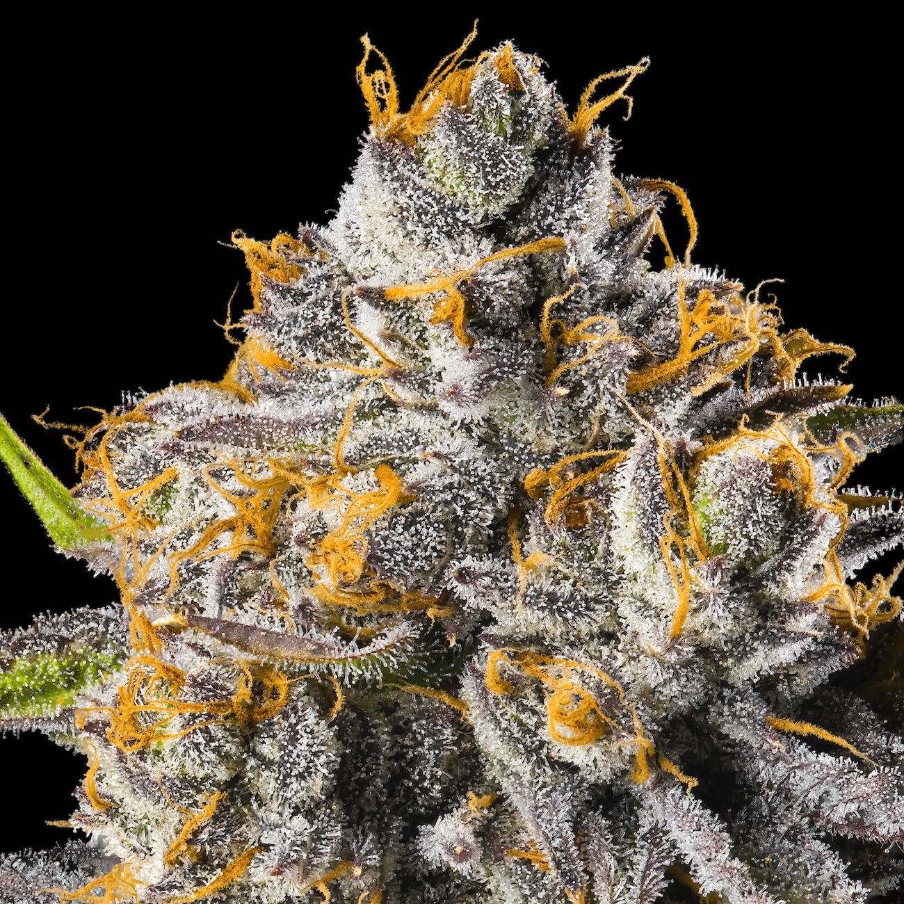 Orange Bellini [3.5g]