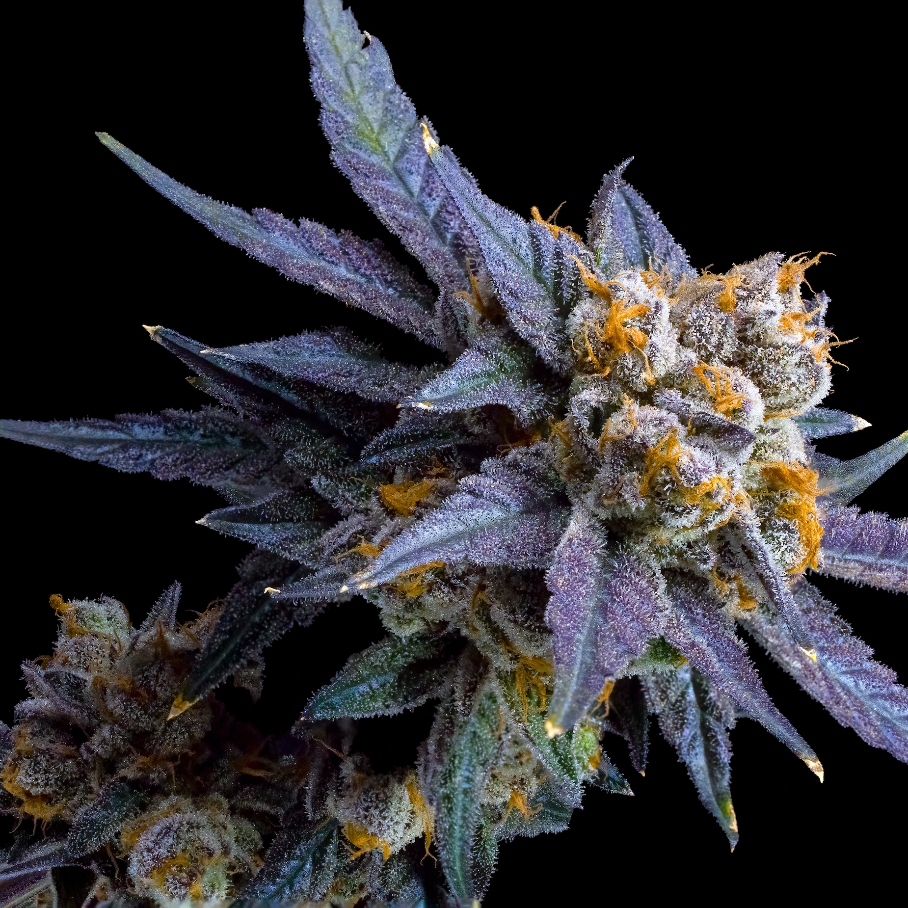 Blue Lotus Pre-Roll 5-Pack [2.5g]