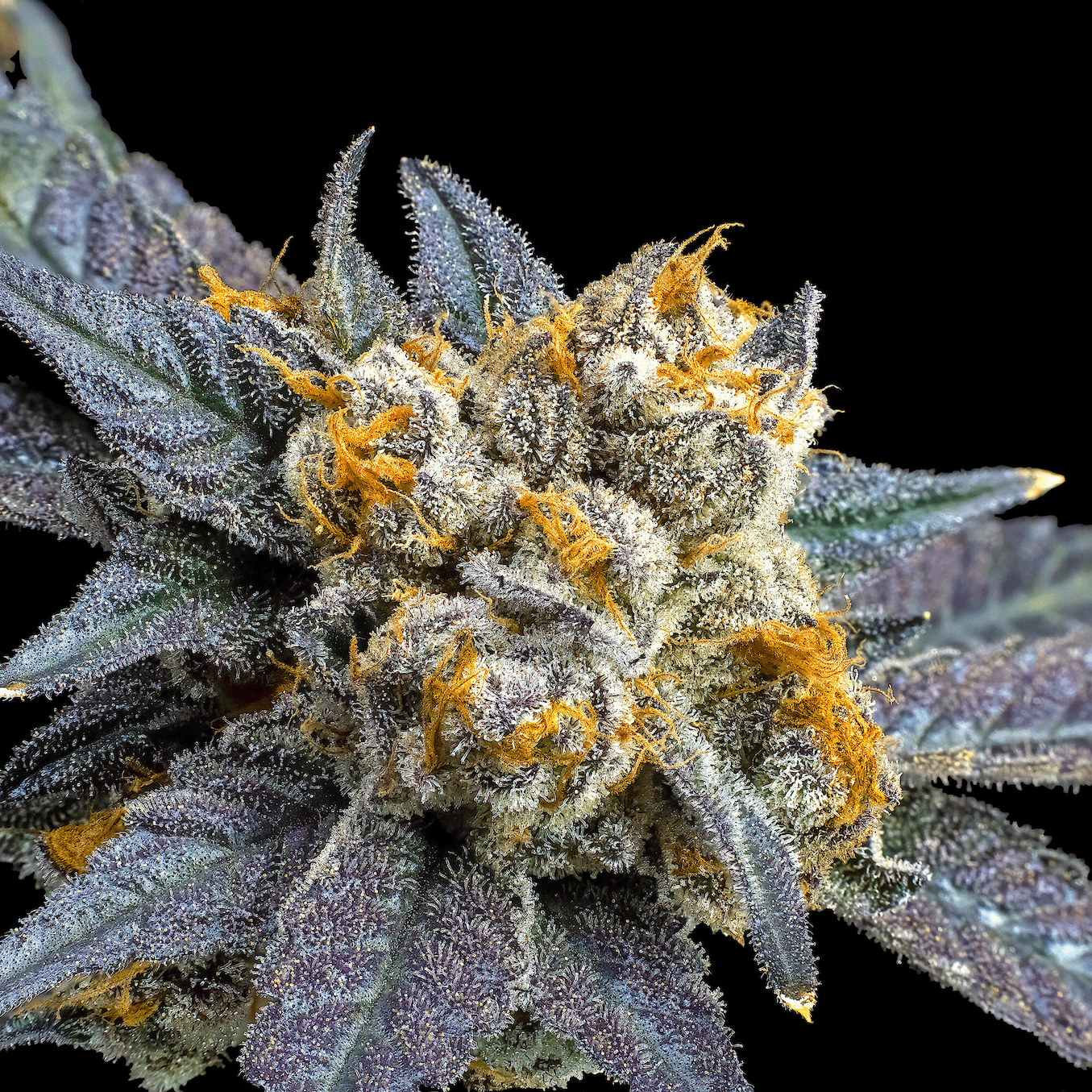 Blue Lotus [3.5g]
