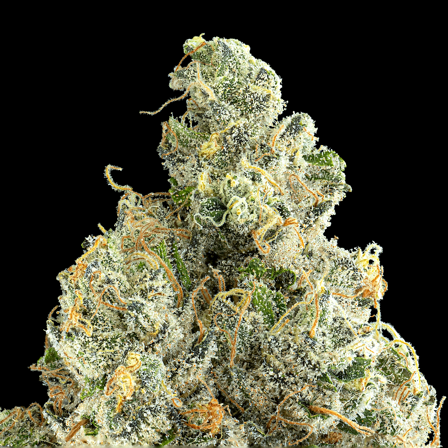 Ajo Blanco Pre-Roll 5-Pack [2.5g]