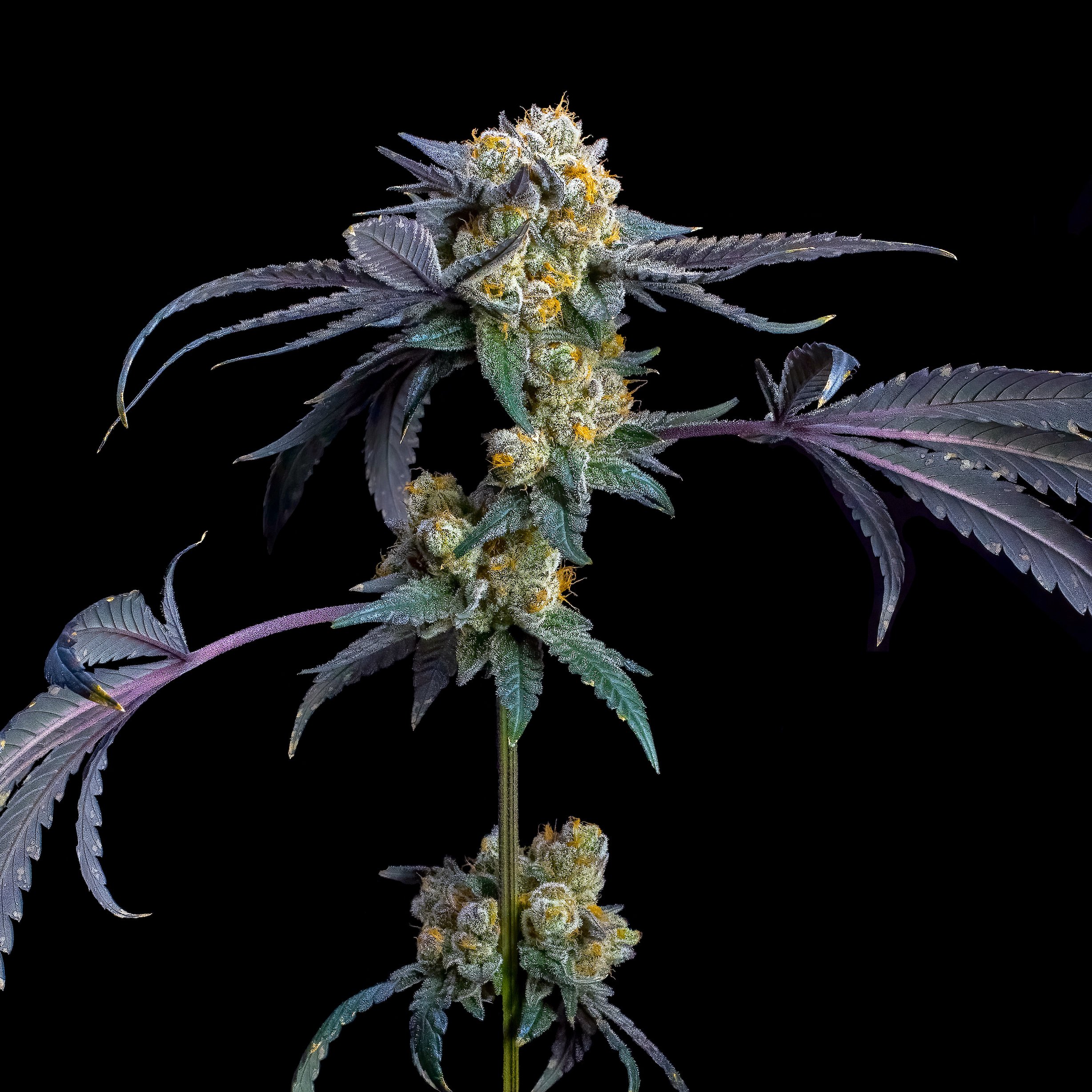 Blue Lotus Pre-Roll 5-Pack [2.5g]