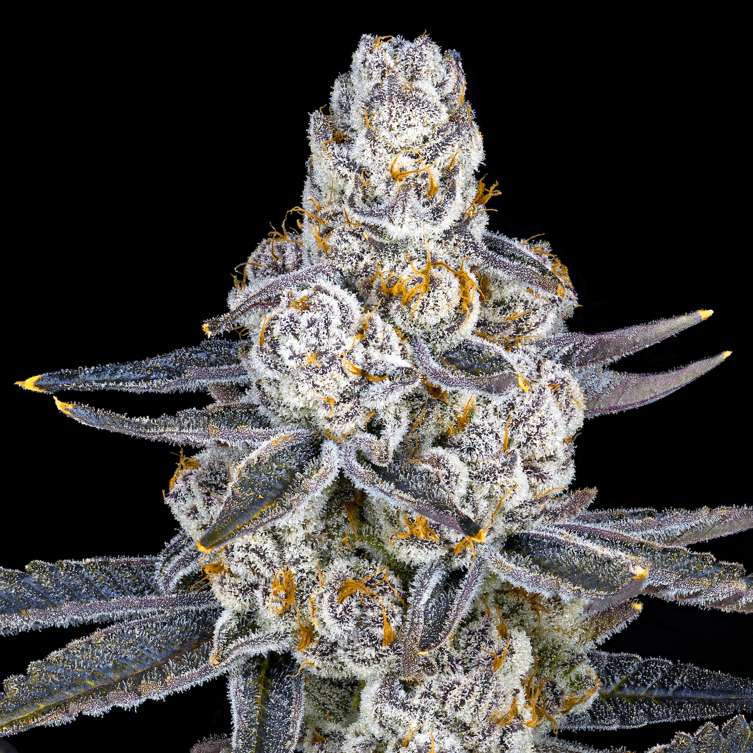 Honey Lemon Hibiscus [3.5g]