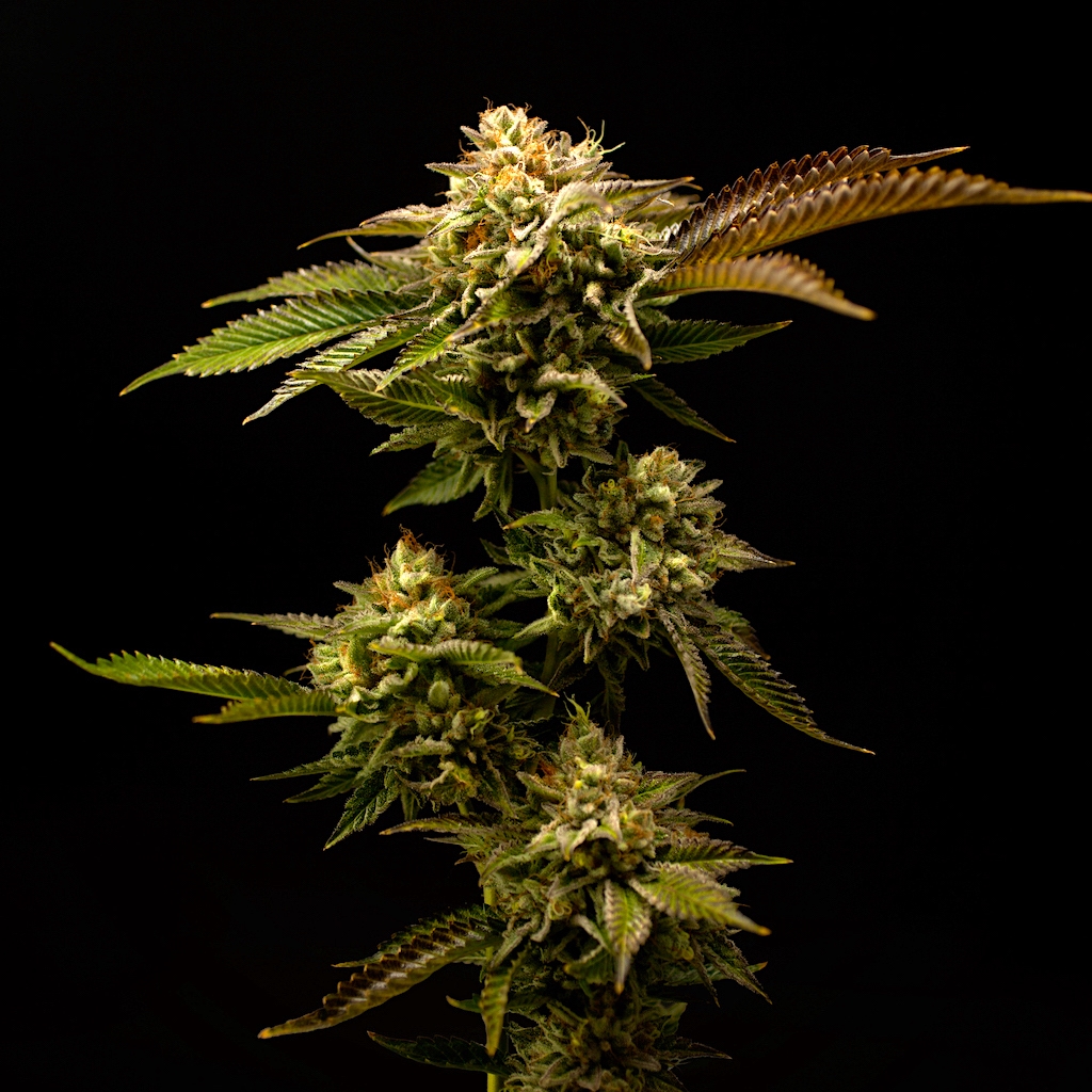 Blueberry Zkz [3.5g]