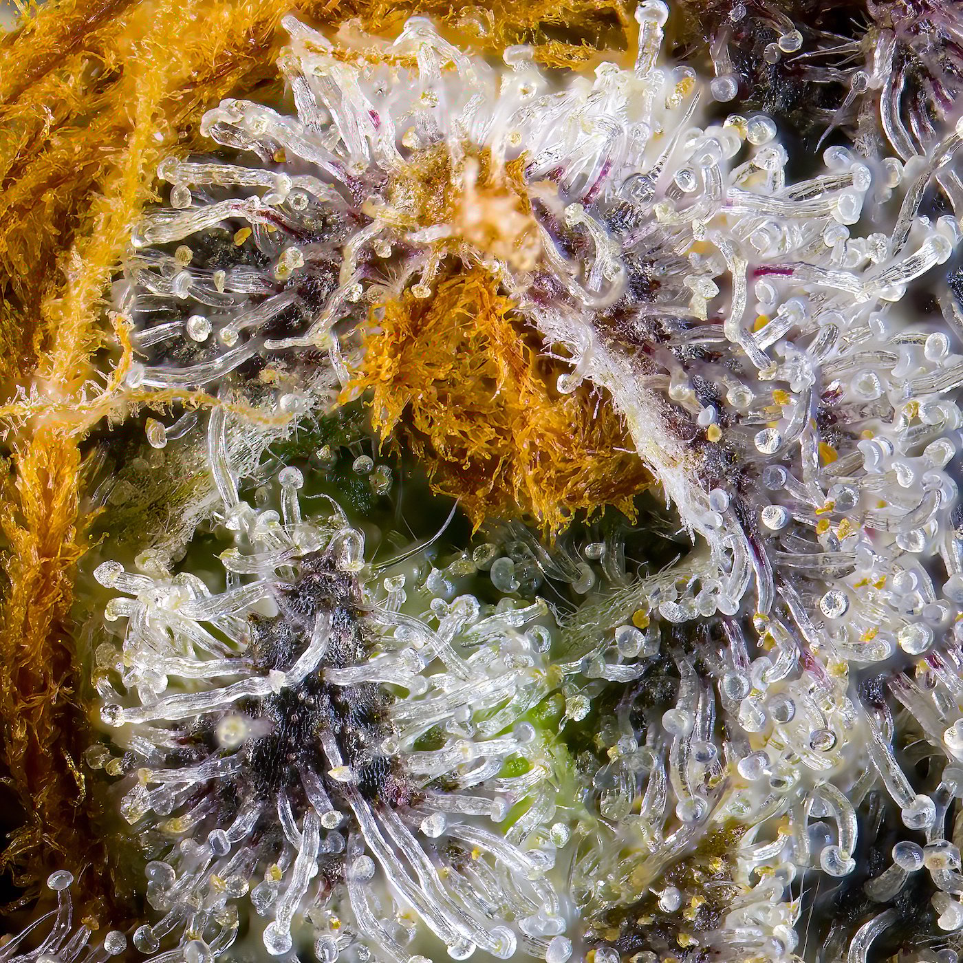 Orange Bellini [3.5g]