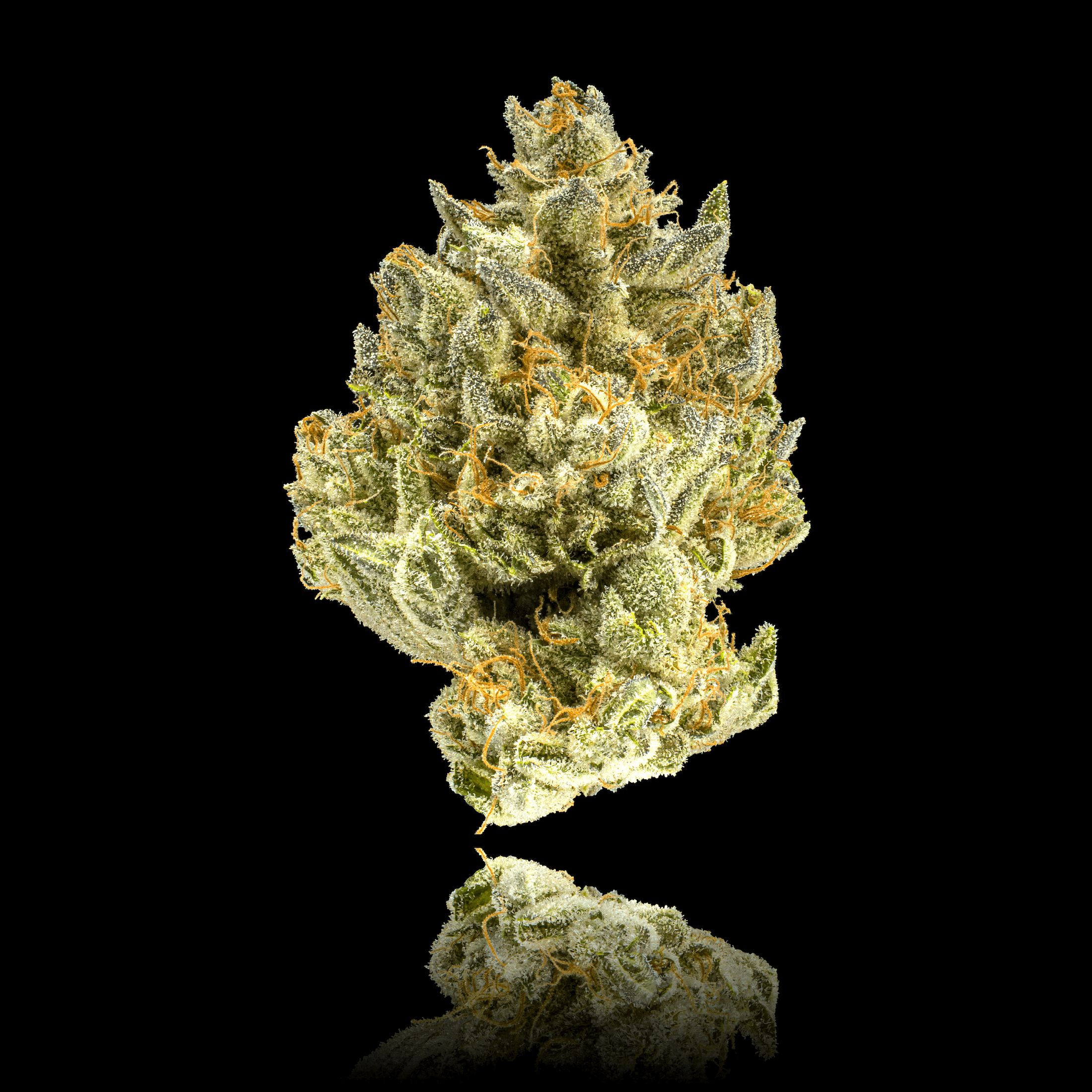 Blueberry Zkz [3.5g]