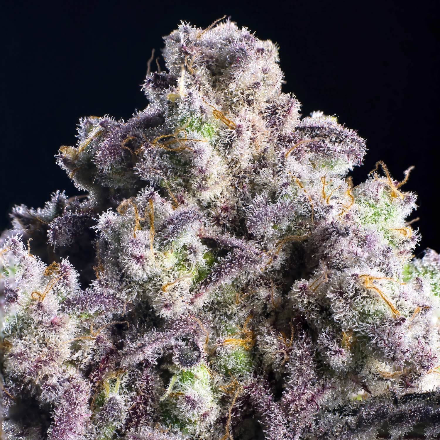 Blueberry Mac
