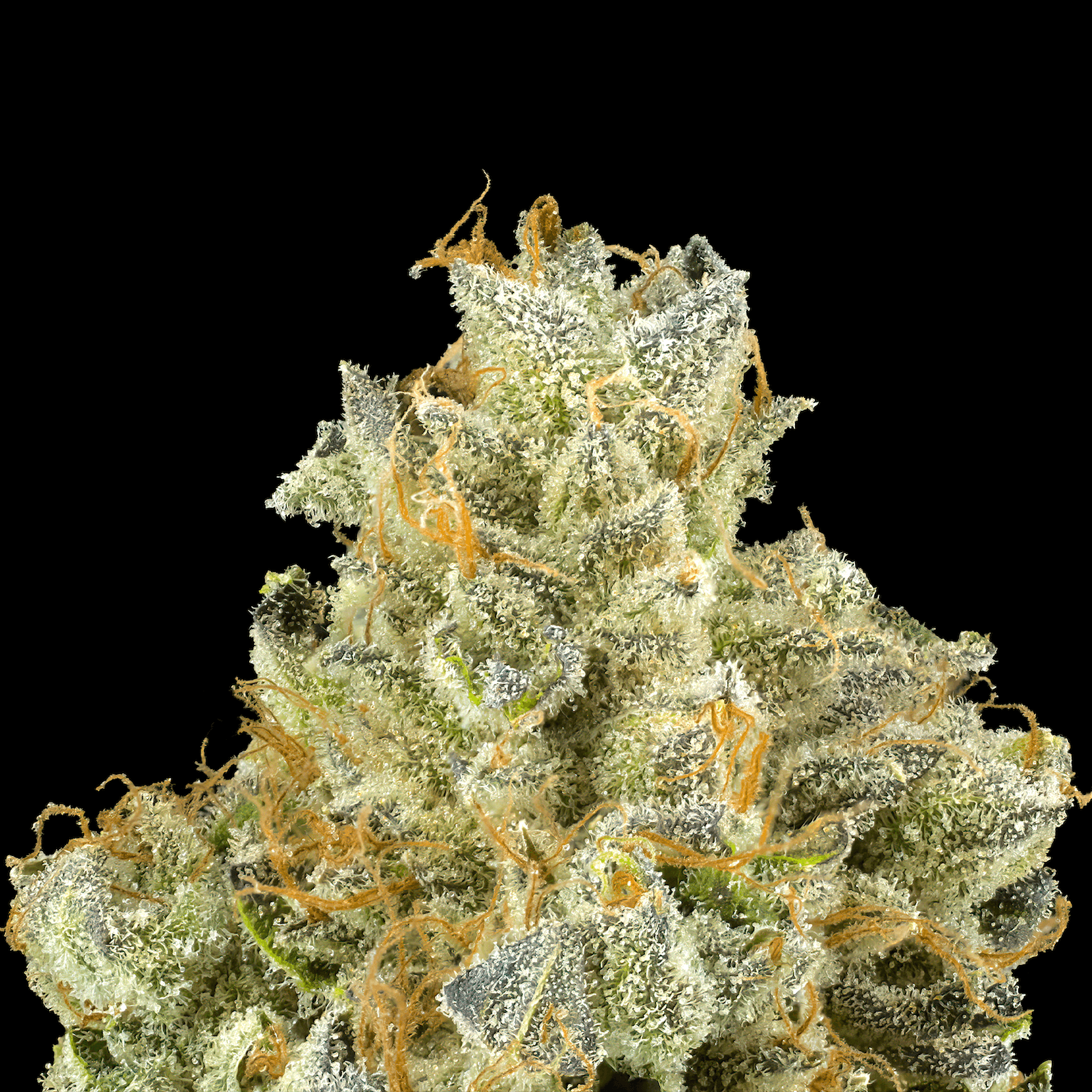 Blueberry Zkz [3.5g]