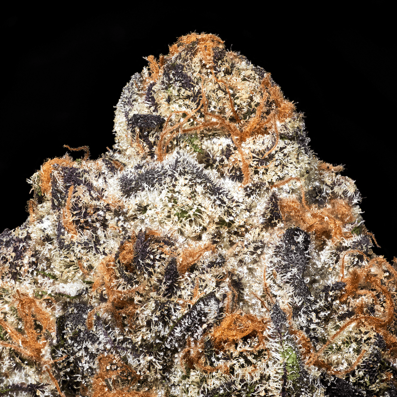 Blue Lotus [3.5g]