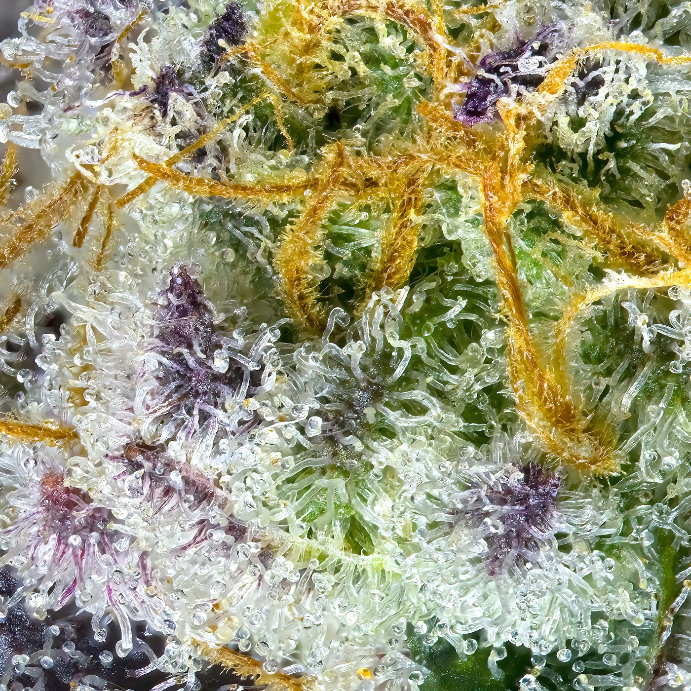 Kiwi Sorbet Pre-Roll 5-Pack [2.5g]