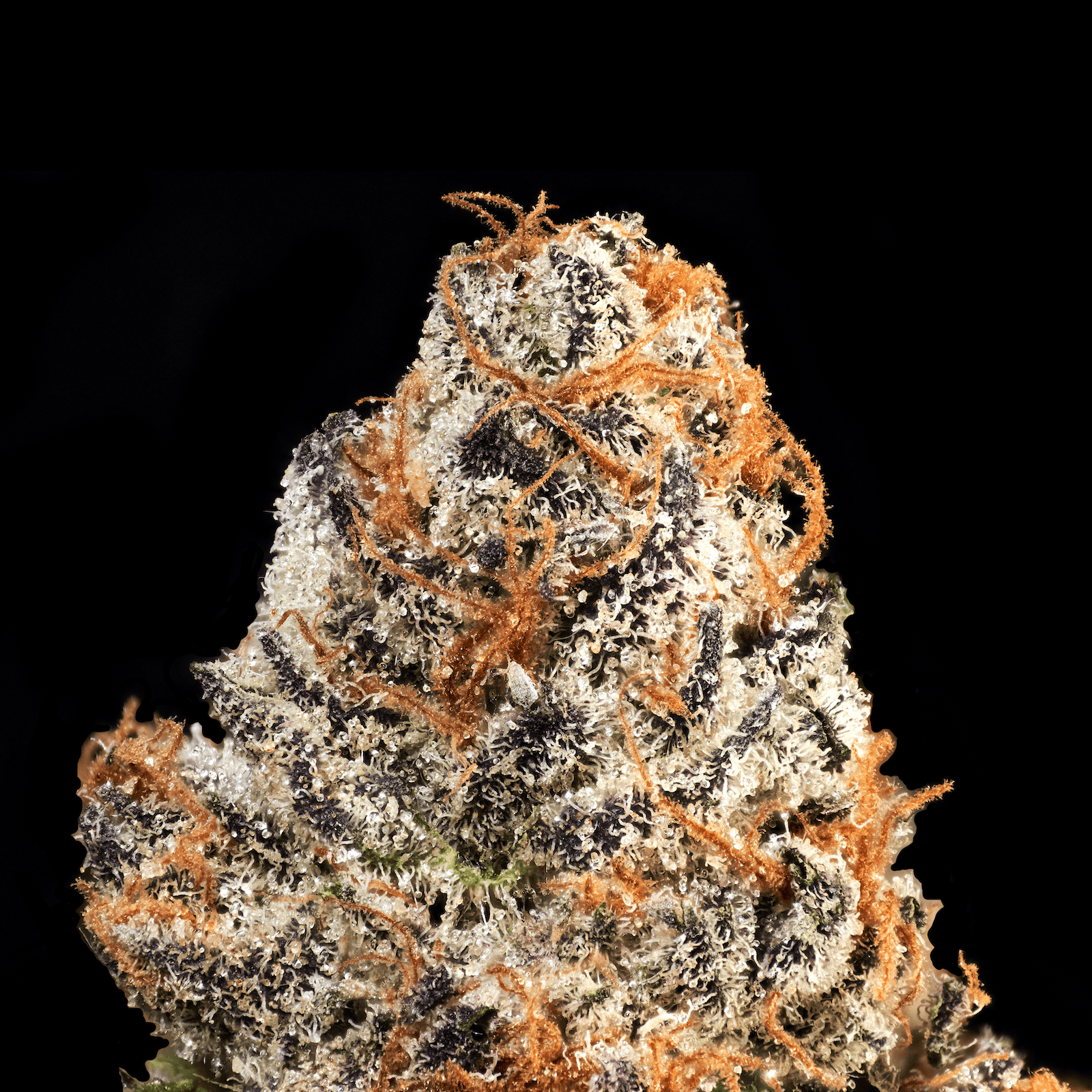 Cherry Gas [3.5g]