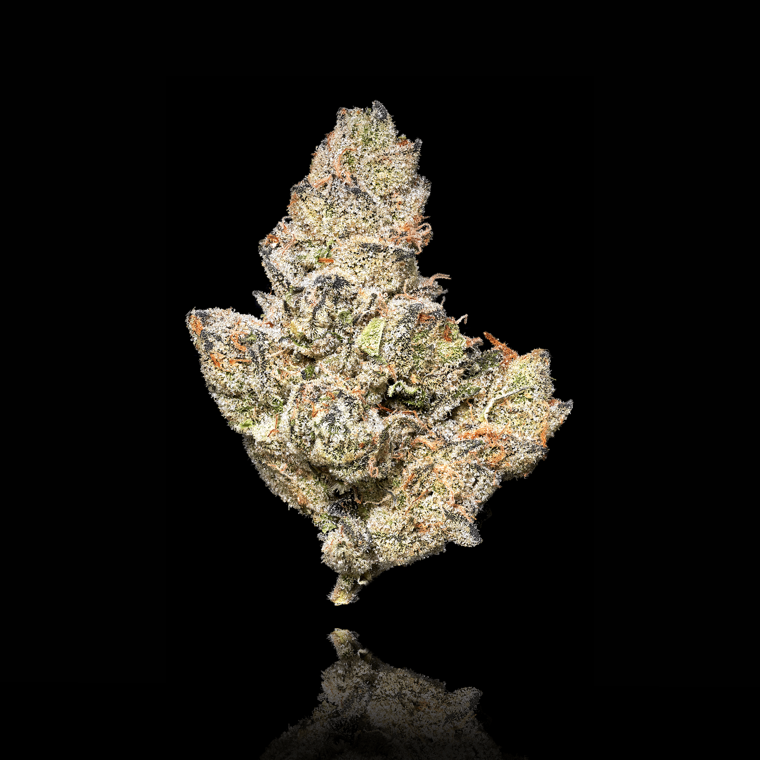 Ambrosia x Black Diamond X