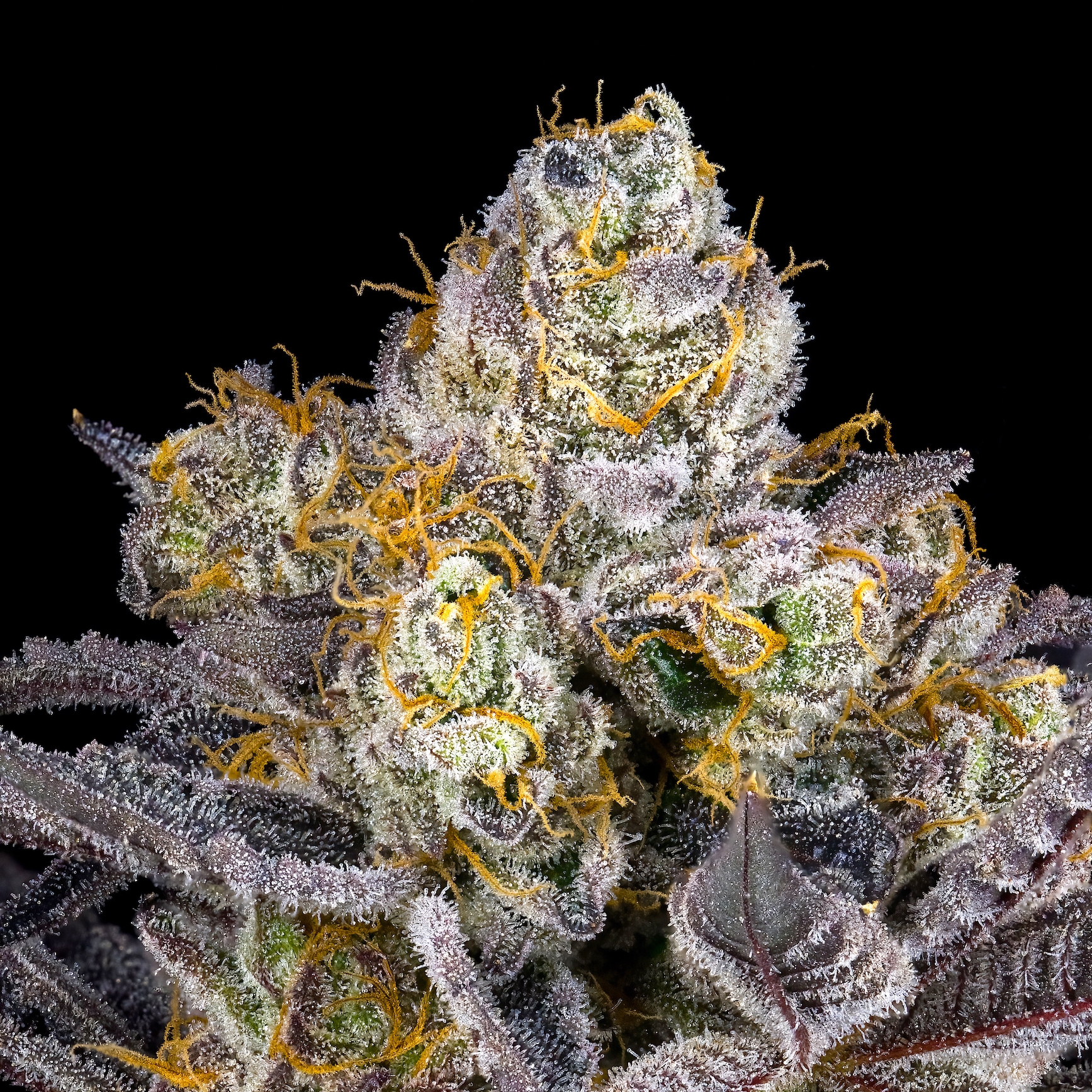 Blue Agapē Pre-Roll [1g]