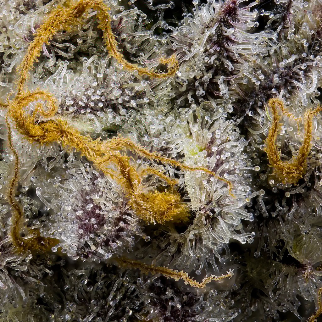 Blue Agapē Pre-Roll [1g]