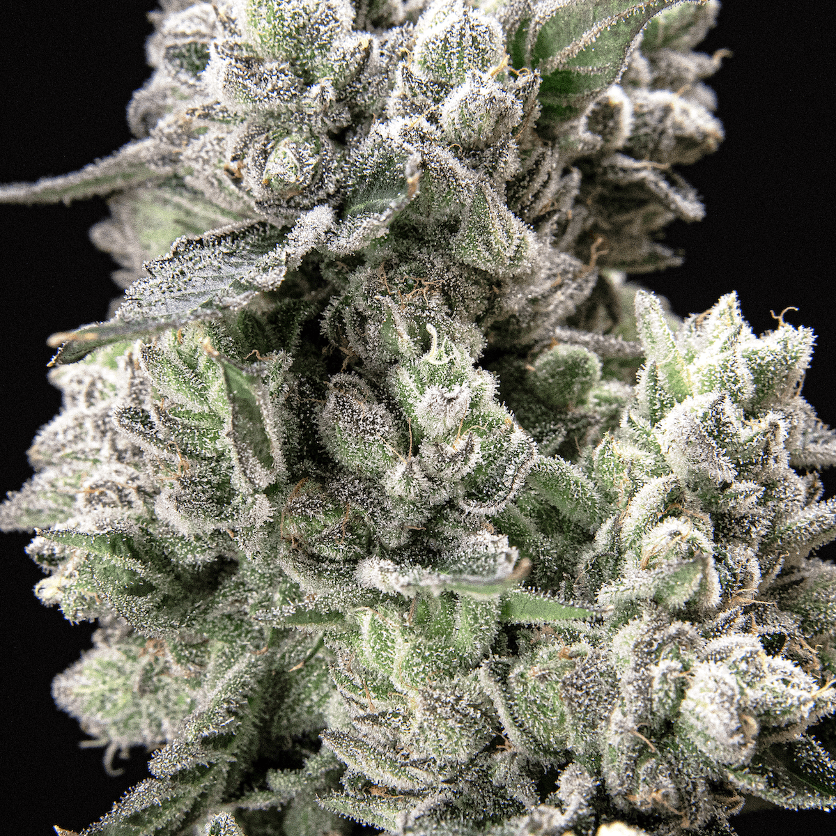 Black Diamond X [3.5g]
