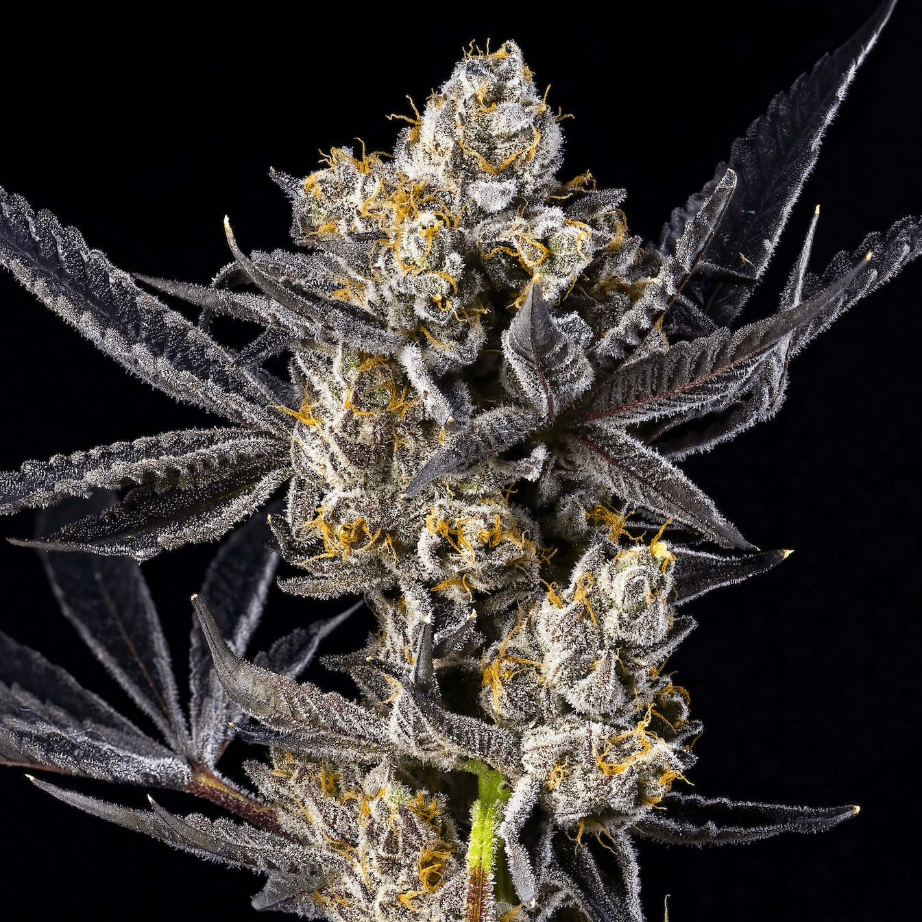 Blue Agapē [3.5g]