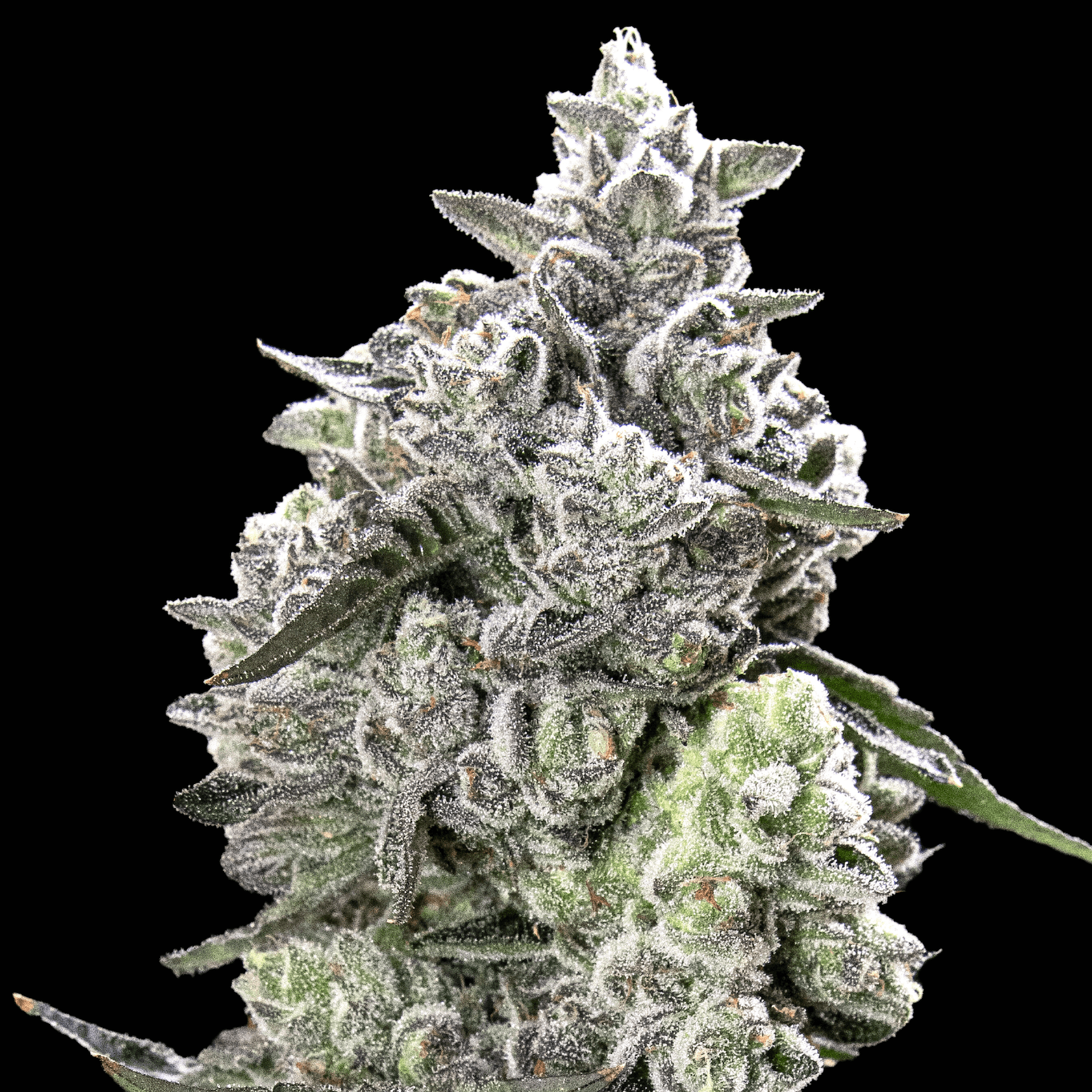 Black Diamond X [3.5g]