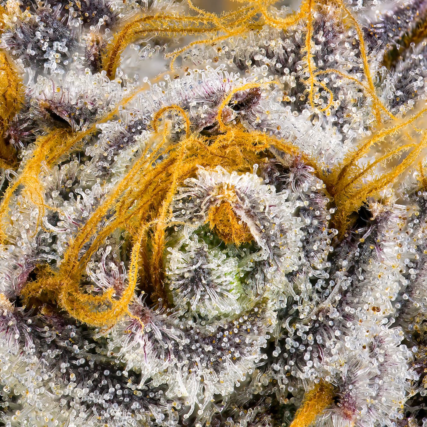 Orange Bellini [3.5g]