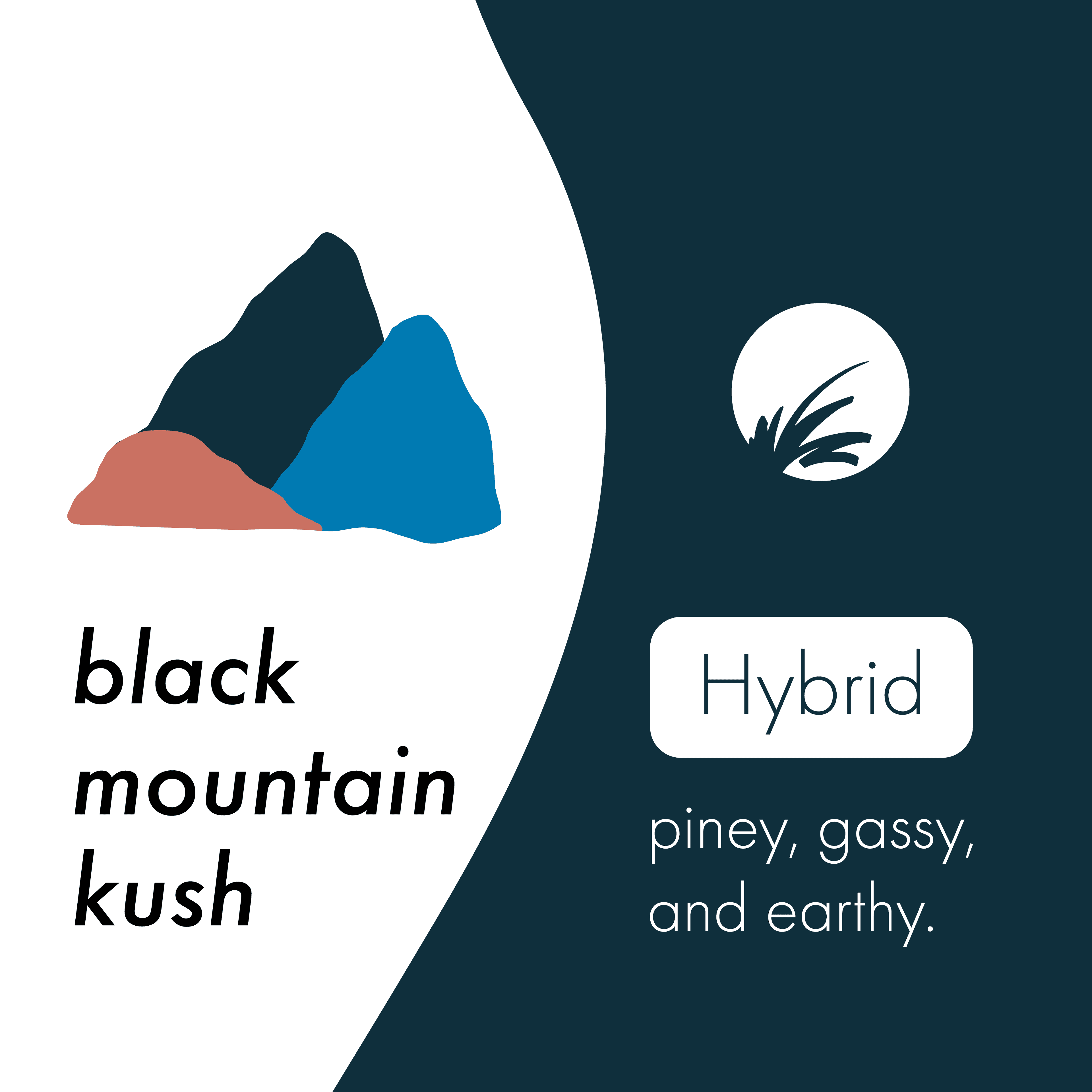Black Mountain Kush