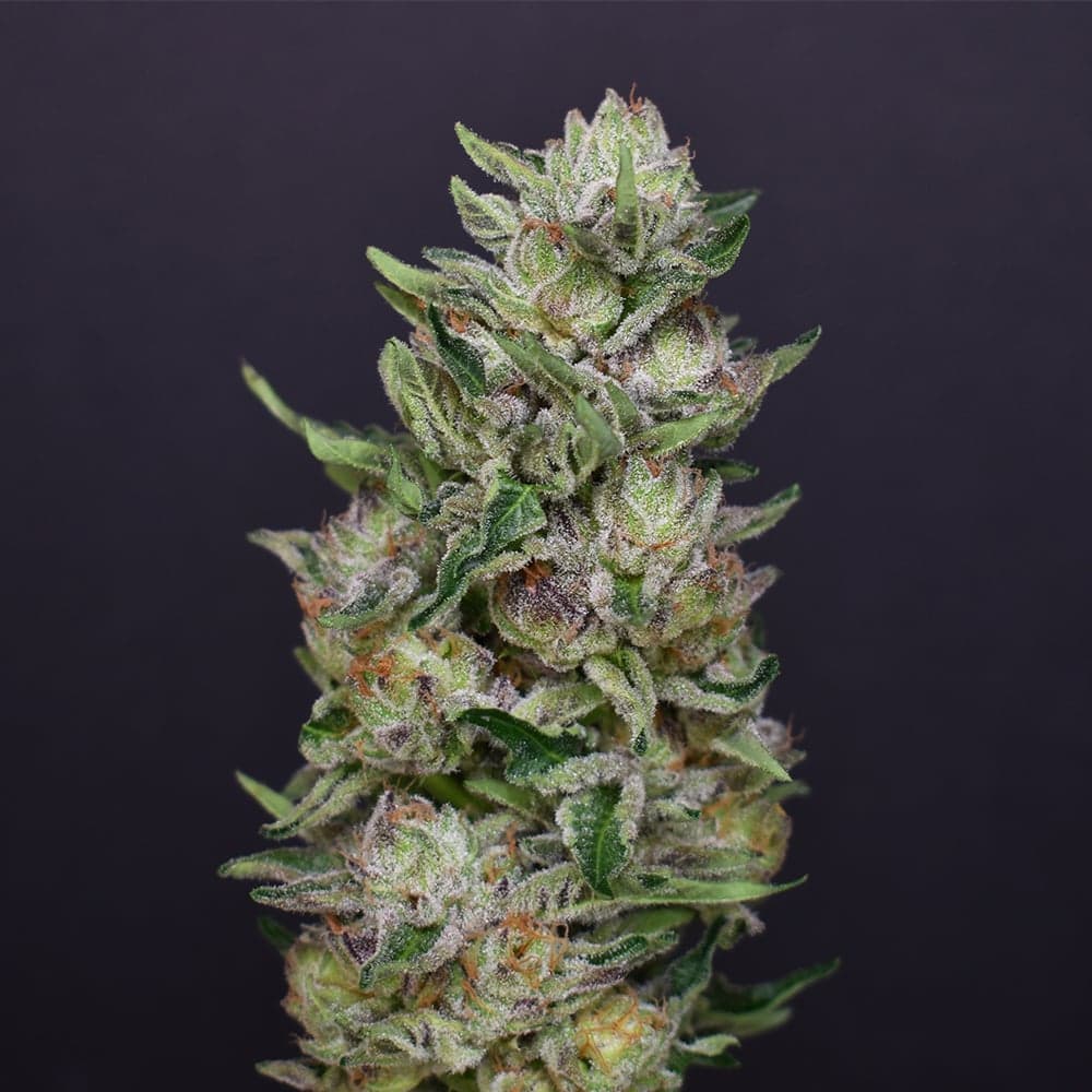 Hoof #4 x Gelato 41 #15