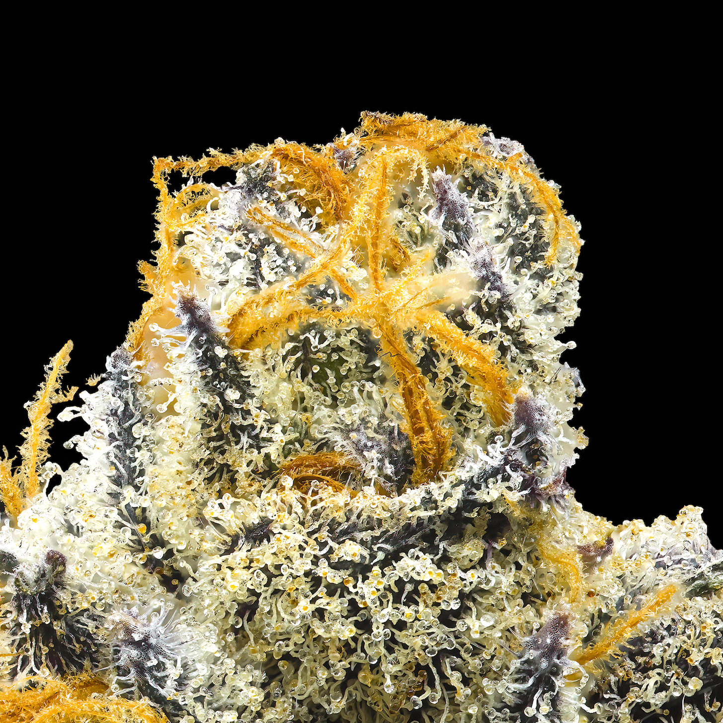 Orange Bellini [3.5g]