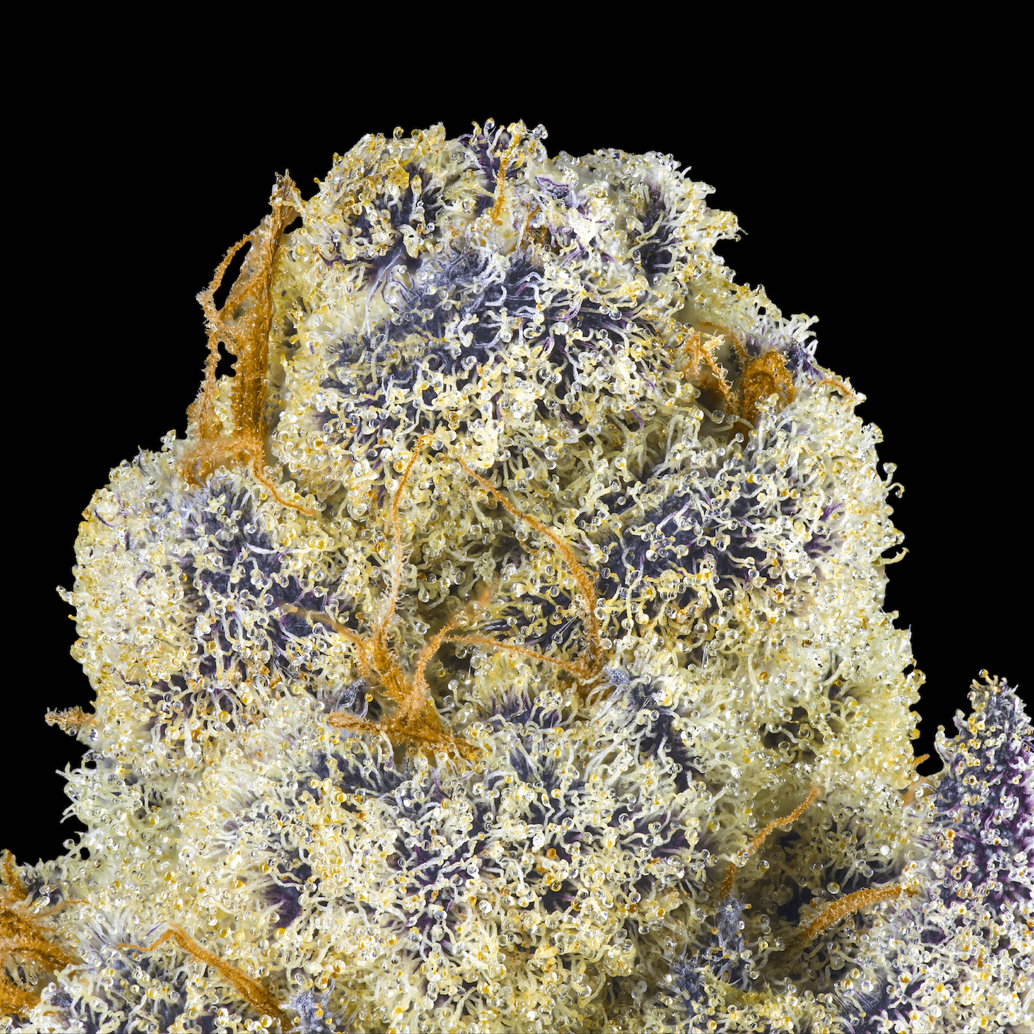 Honey Lemon Hibiscus [3.5g]