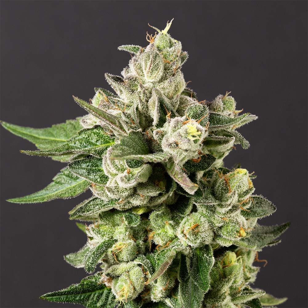 Gushers x Maitai #2