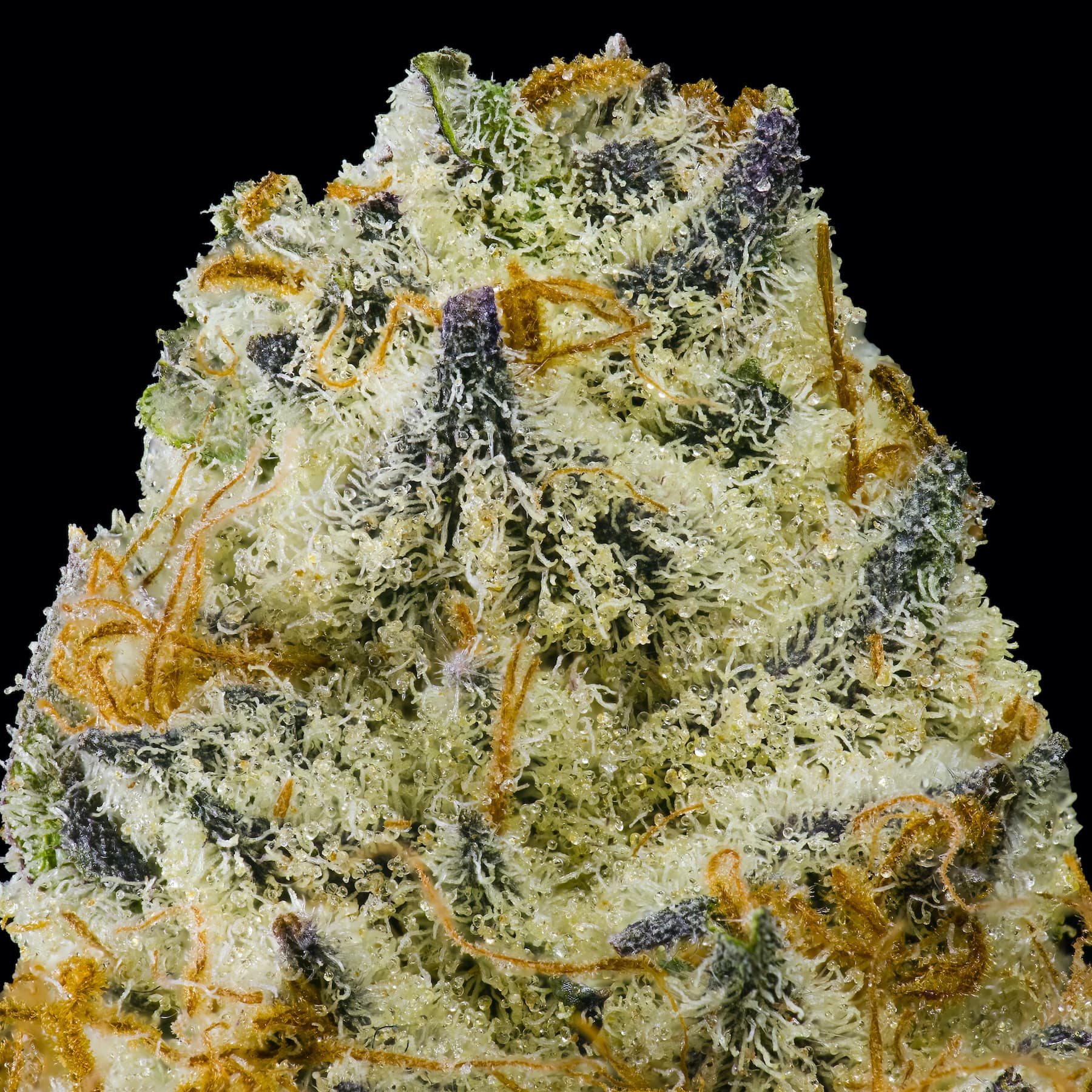 Goji Berry Runtz Pre-Roll 5-Pack [2.5g]