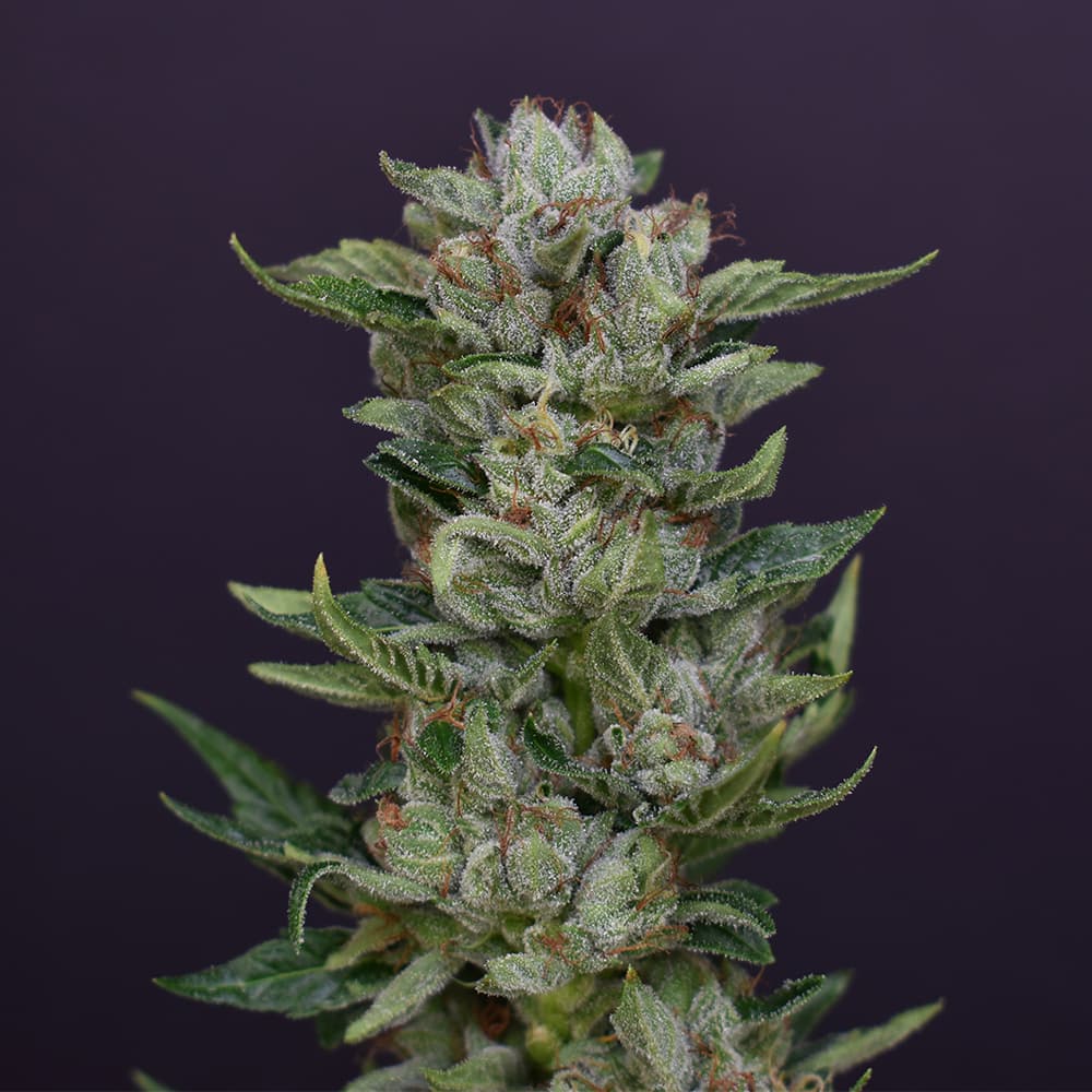 AJ Sour Diesel