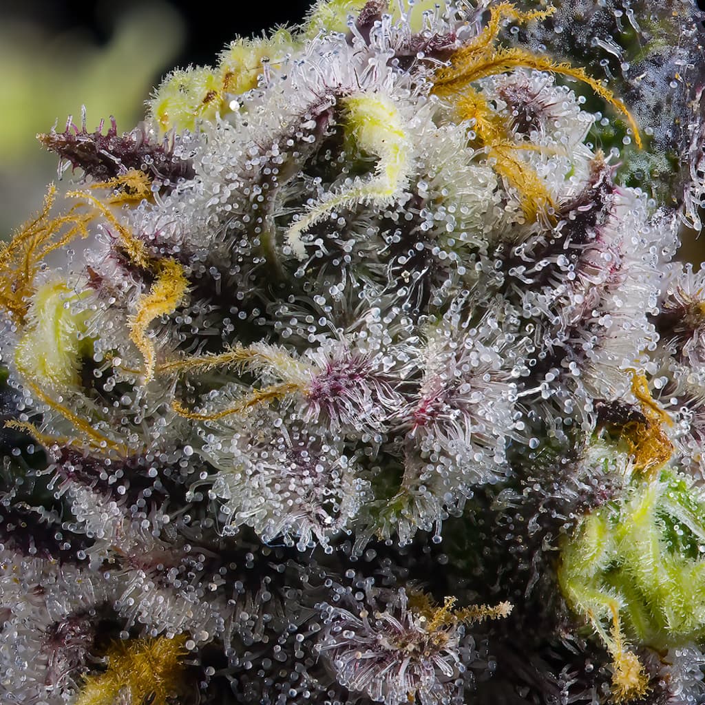Golden Applez Pre-Roll [1g]