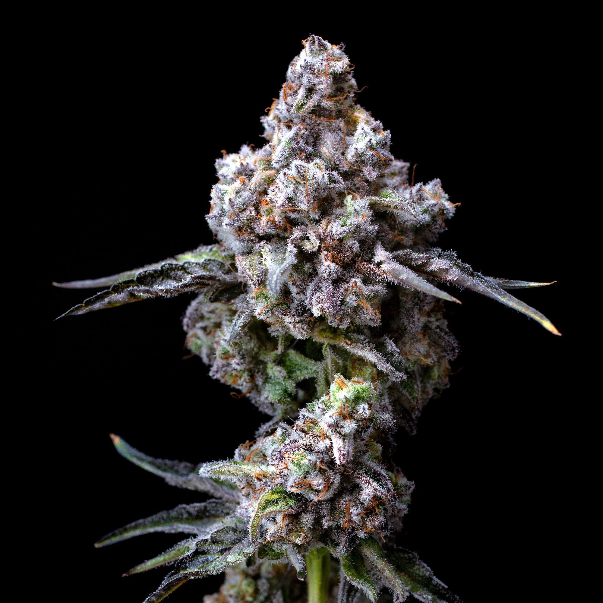 Blueberry Mac Pre-Roll 5-Pack [2.5g]