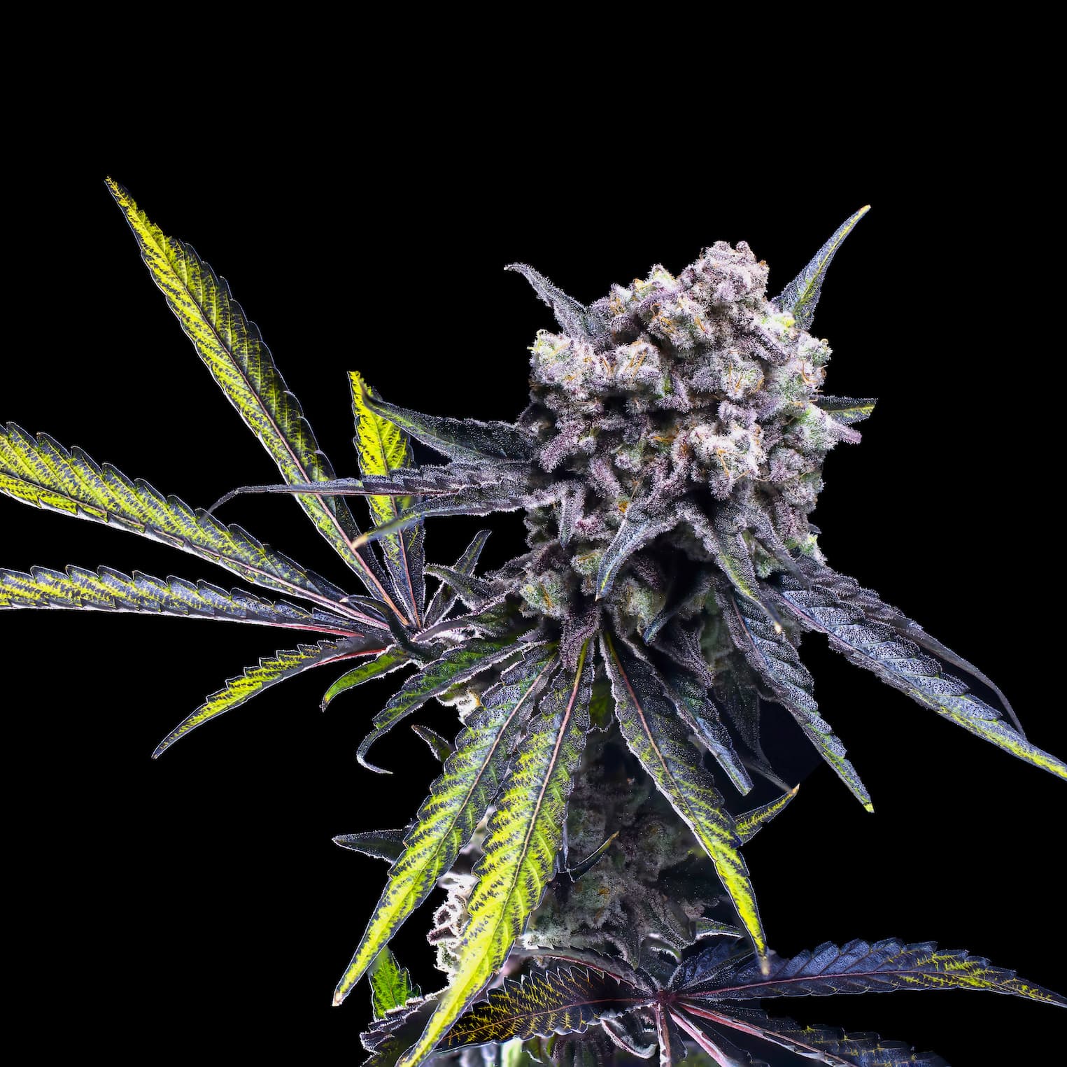 Blueberry Mac