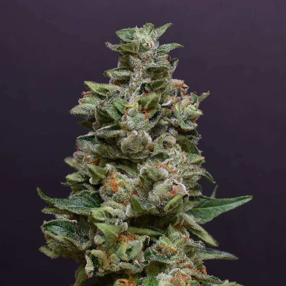 Gelato #41