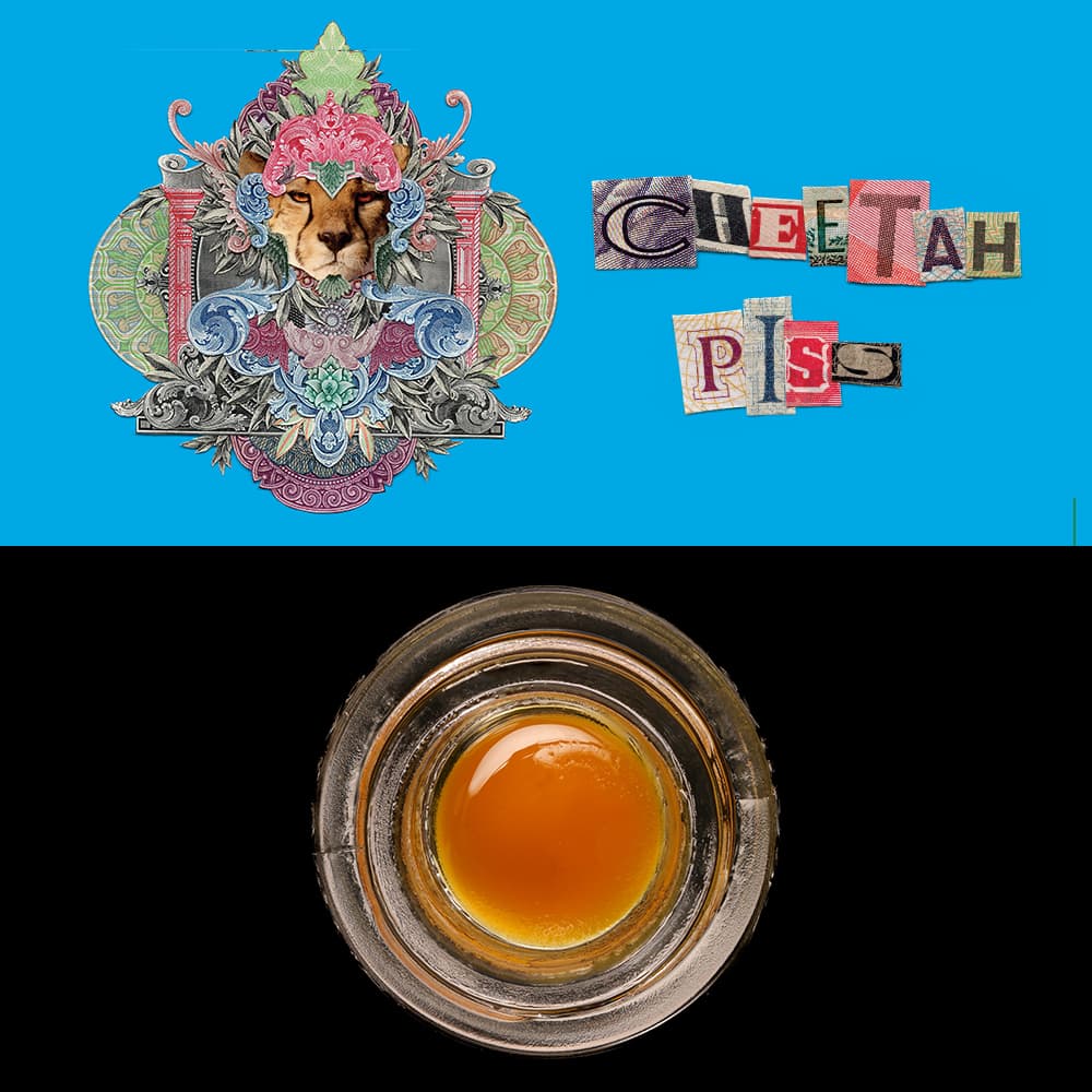 Cheetah Piss